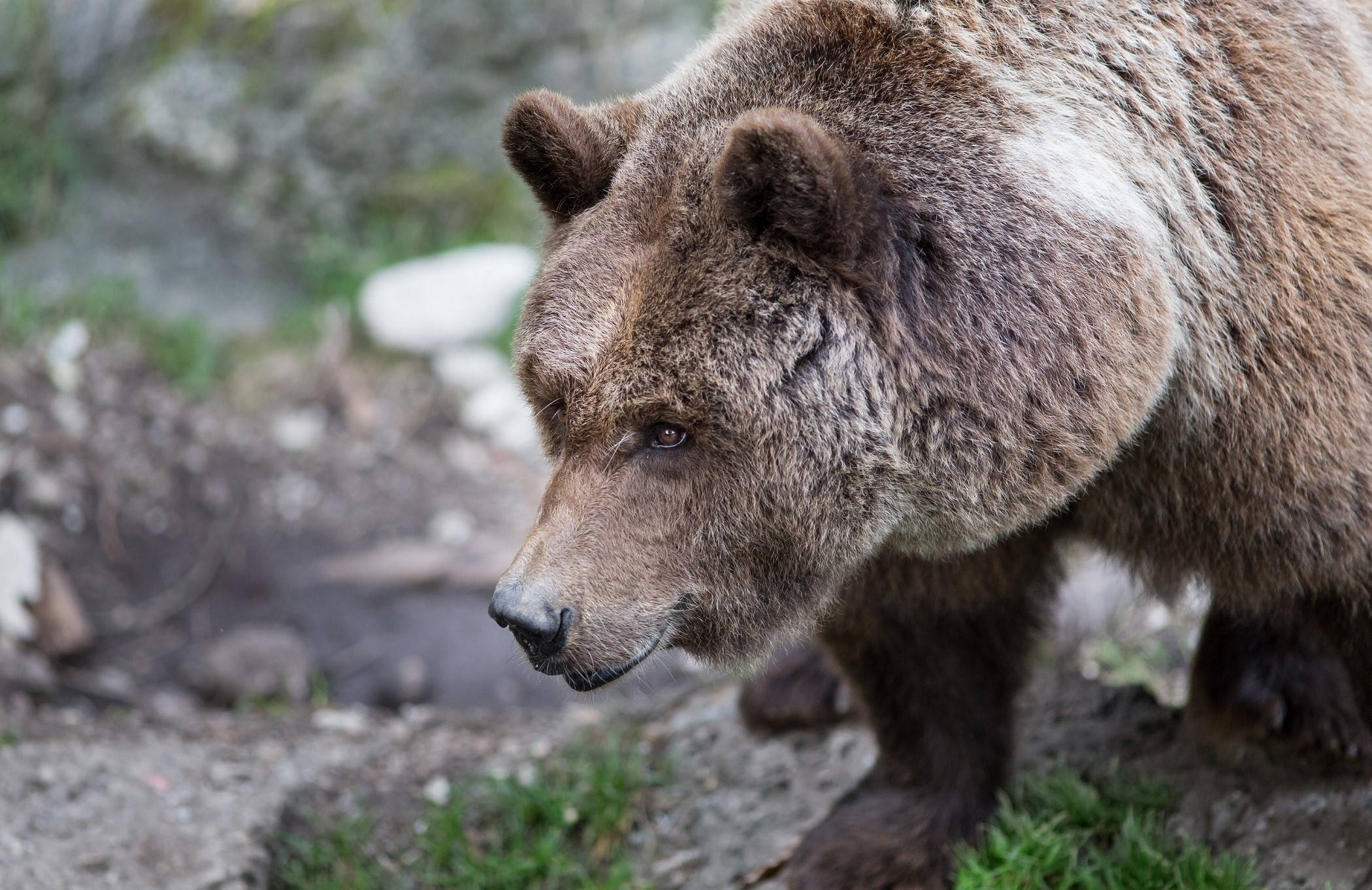 brown grizzly bear, snowy mountain, rocky terrain, Full HD Desktop Wallpaper