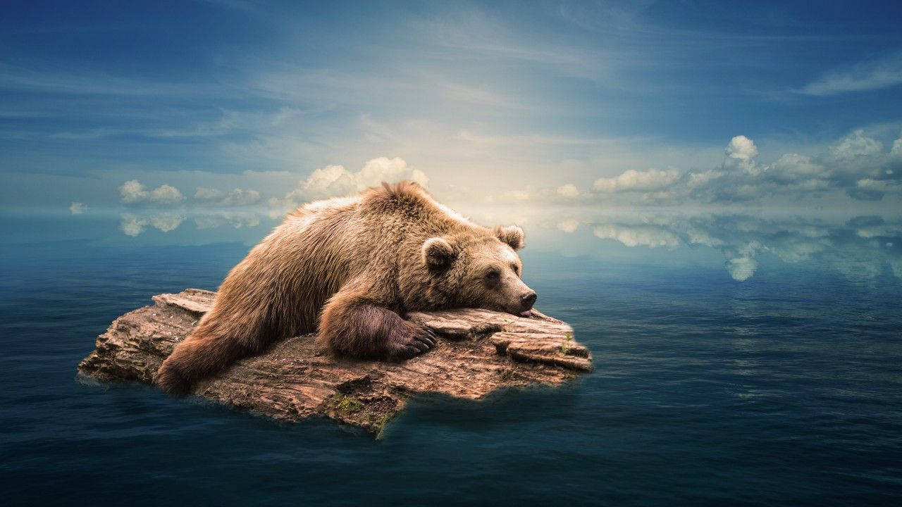 stranded grizzly bear, floating rock, calm blue waters, HD Desktop Wallpaper