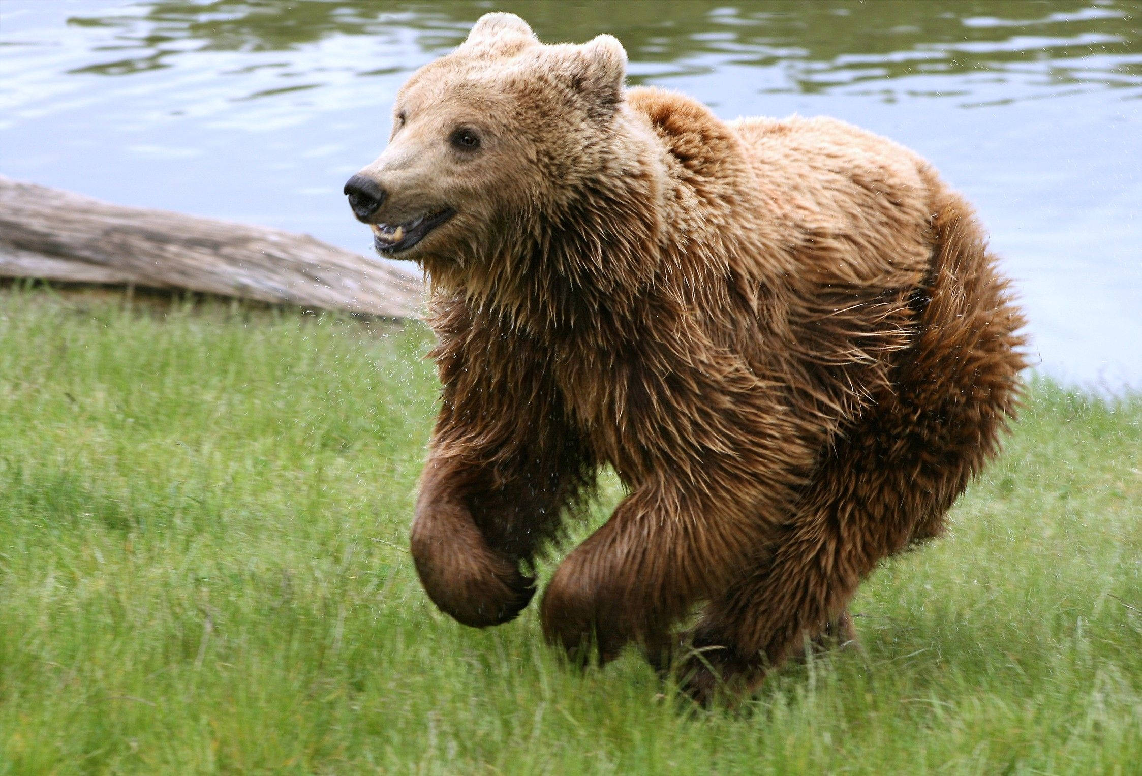 Grizzly bear, green grass, calm water body, Full HD Desktop Wallpaper
