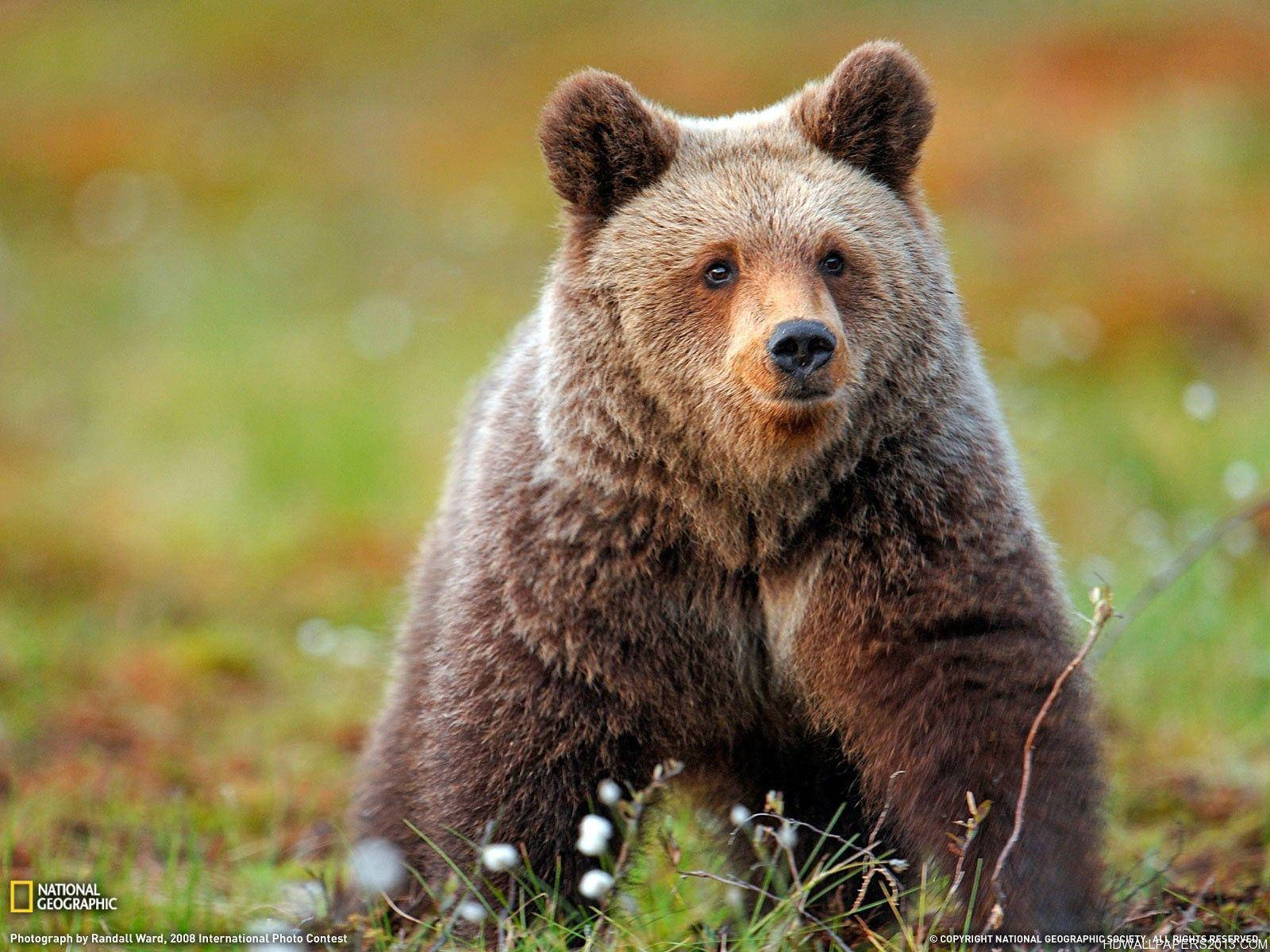 grizzly bear, meadows, grassy field, HD Desktop Wallpaper