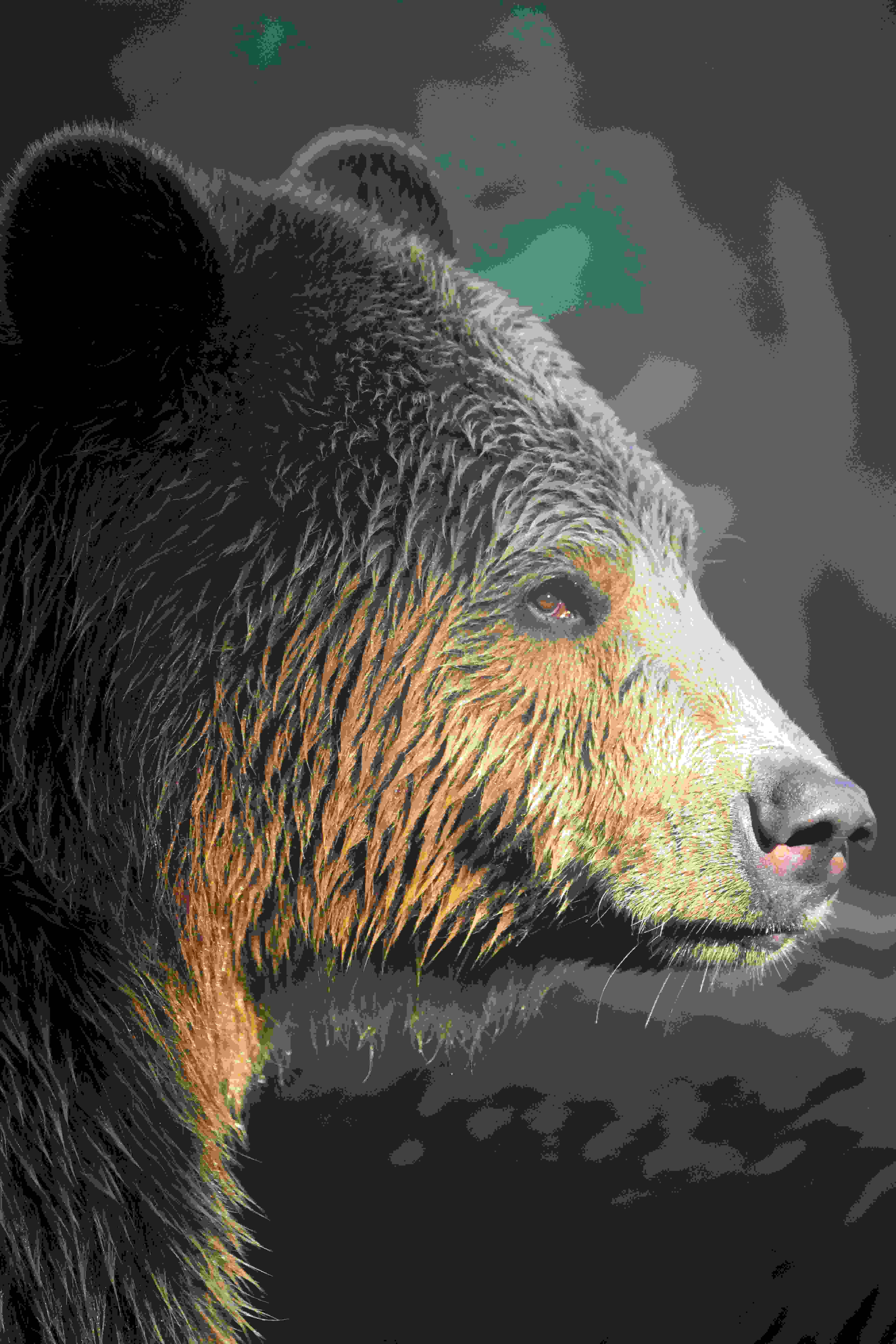 Grizzly Bear, black bear, textured fur, 8K Phone Wallpaper