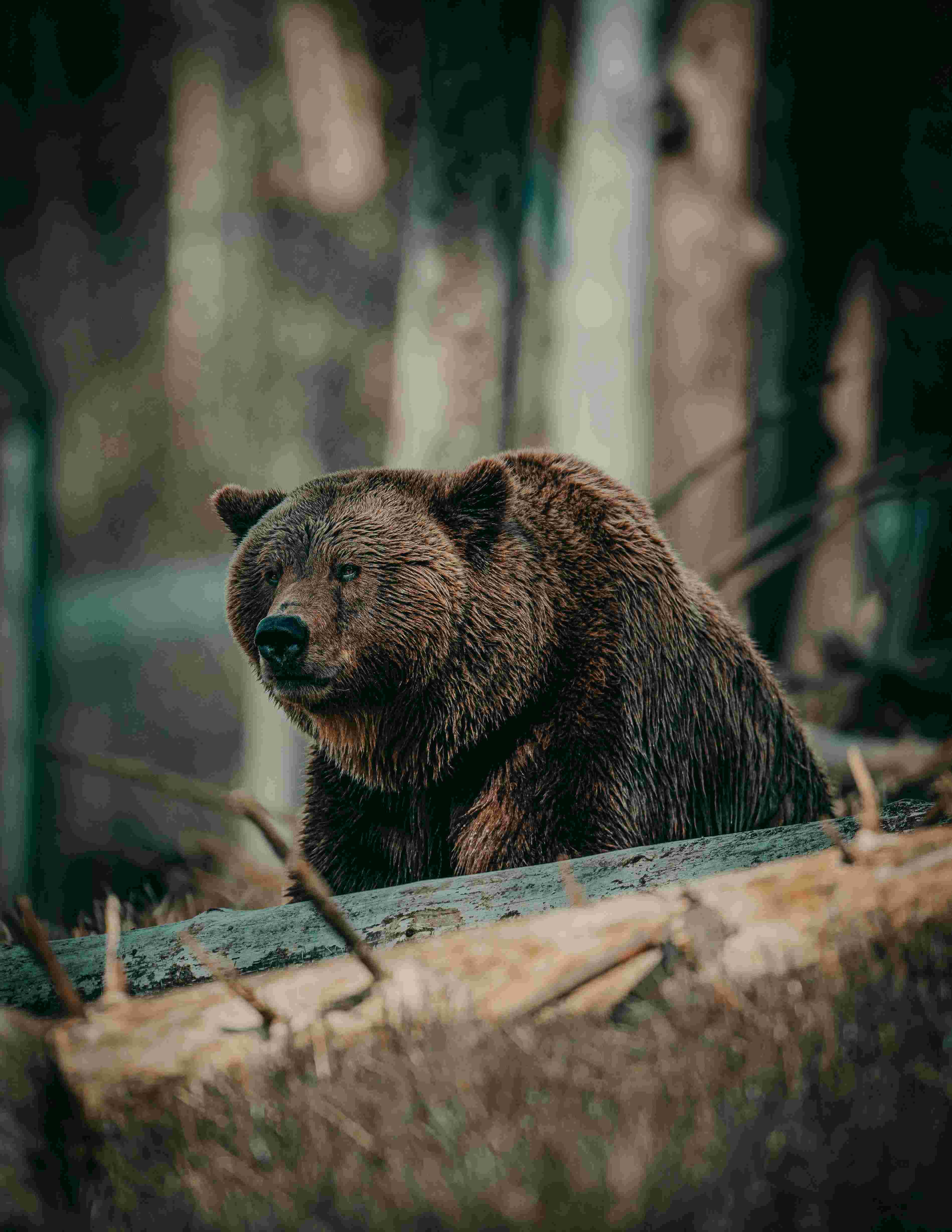 grizzly bear, mossy log, dim forest, 4K Phone Wallpaper
