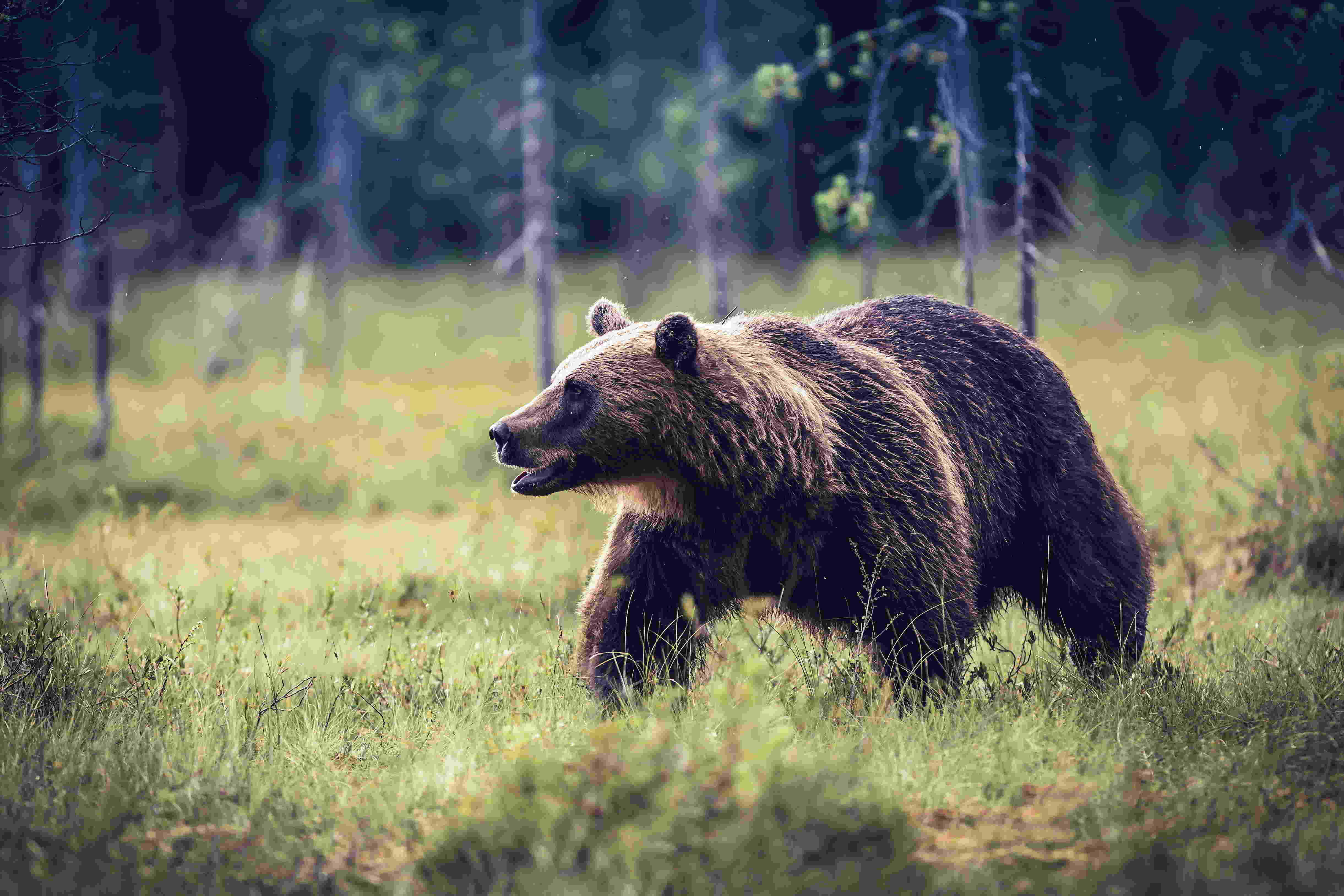 Grizzly bear, sunlit forest clearing, tall green grass, 4K Desktop Wallpaper