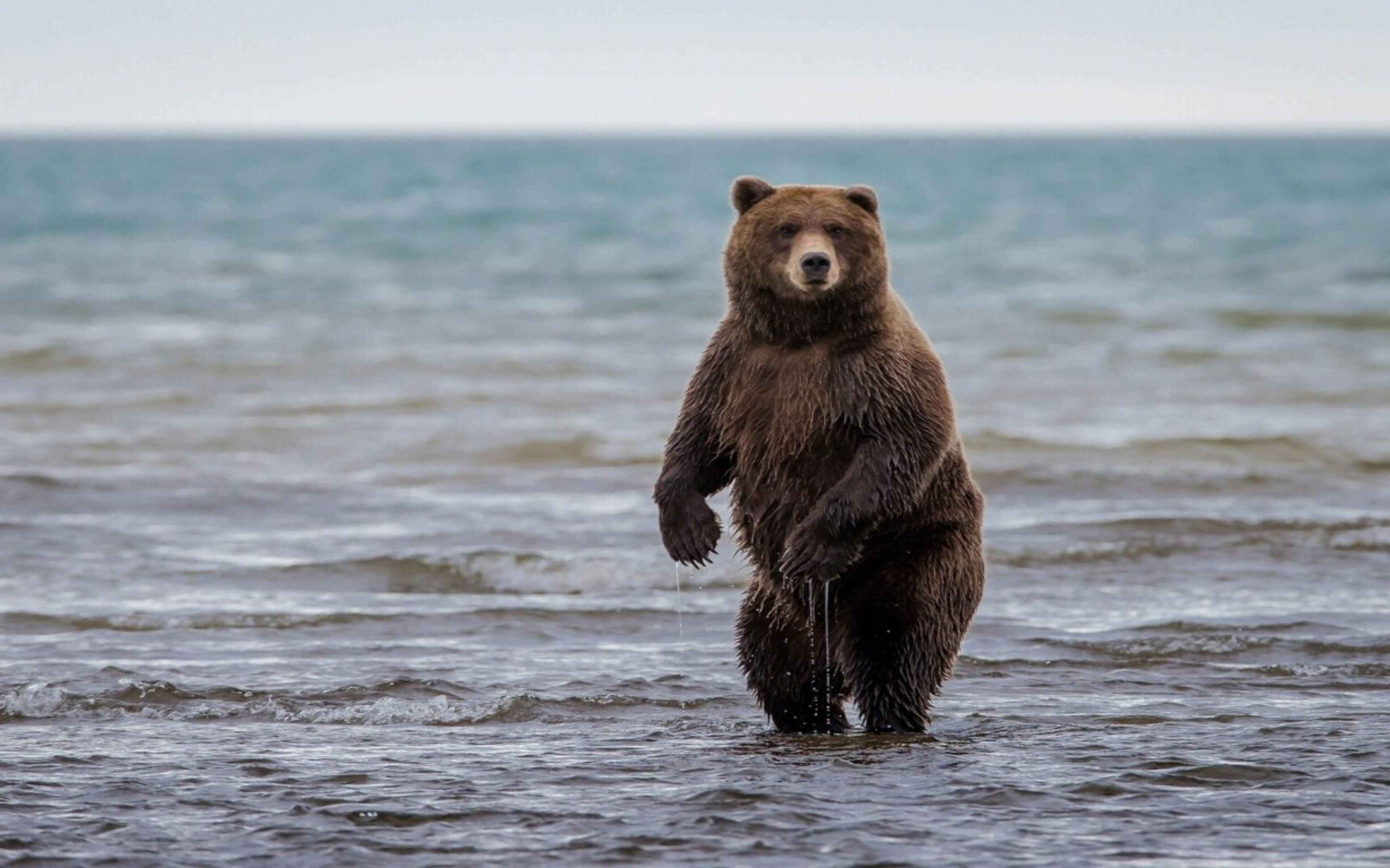 grizzly bear, shallow ocean water, waves lapping around its legs, 4K Desktop Wallpaper