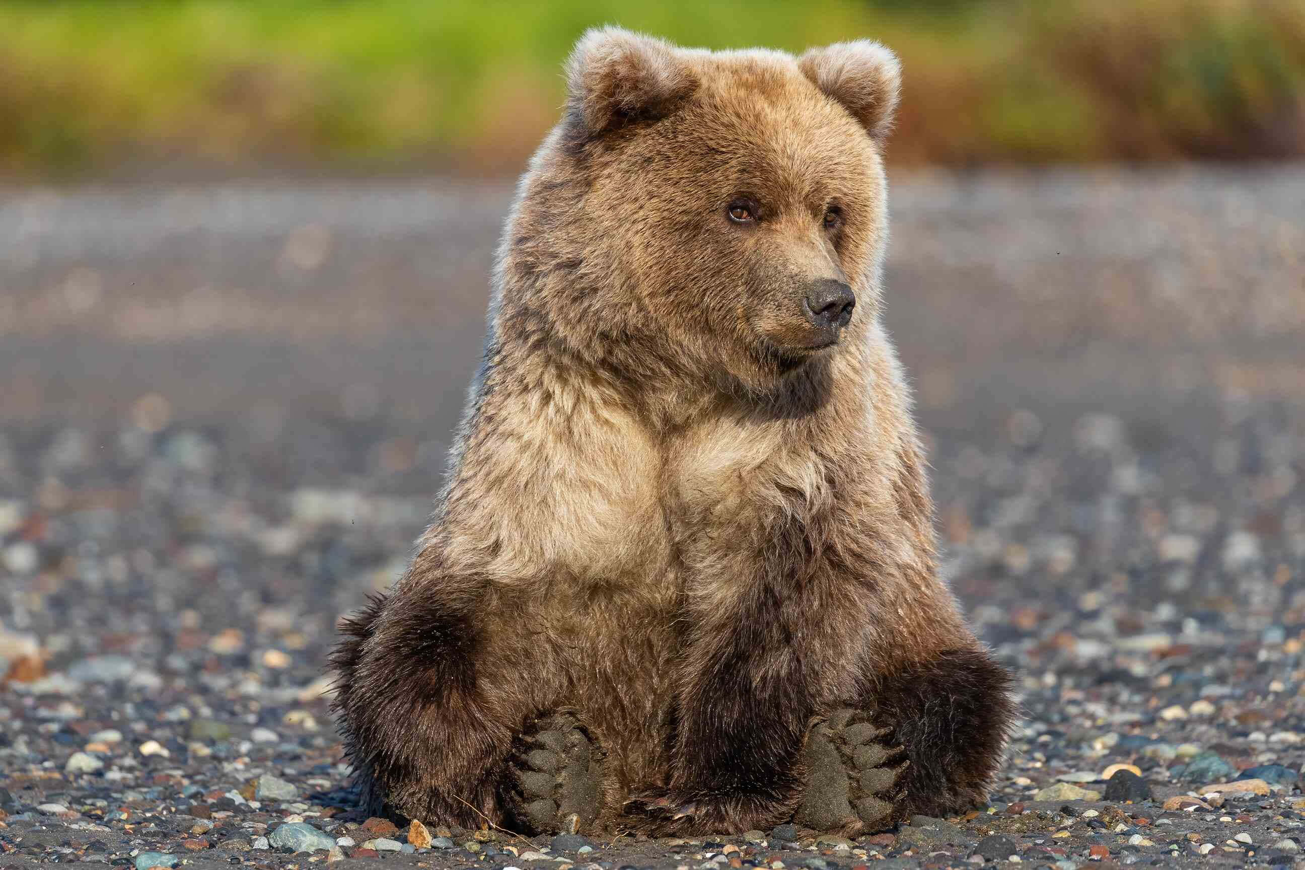 grizzly bear, pebbled ground, gravelly shore, 2K Desktop Wallpaper