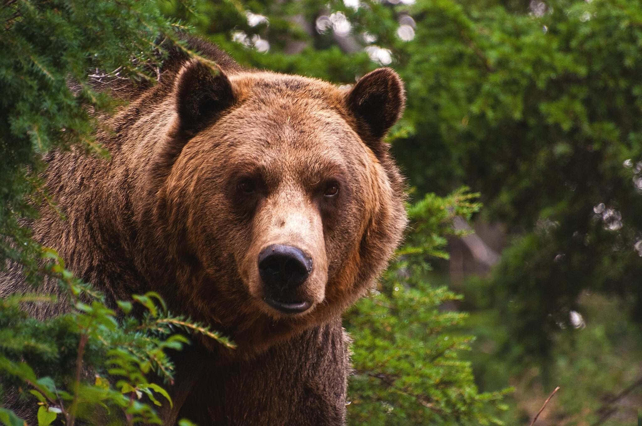 grizzly bear, brown bear, intense eyes, Full HD Desktop Wallpaper