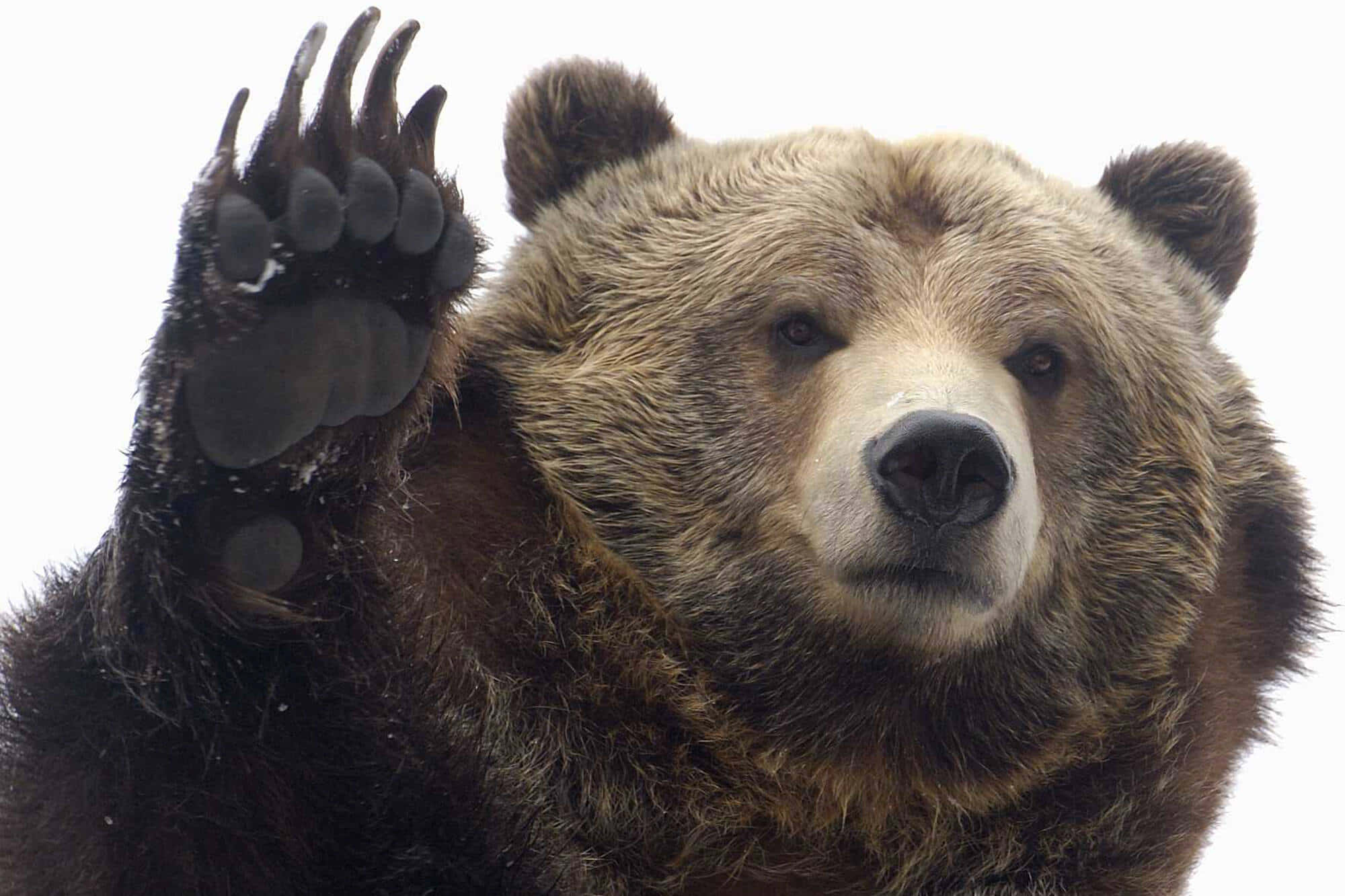 Grizzly bear, brown bear, paw, Full HD Desktop Wallpaper