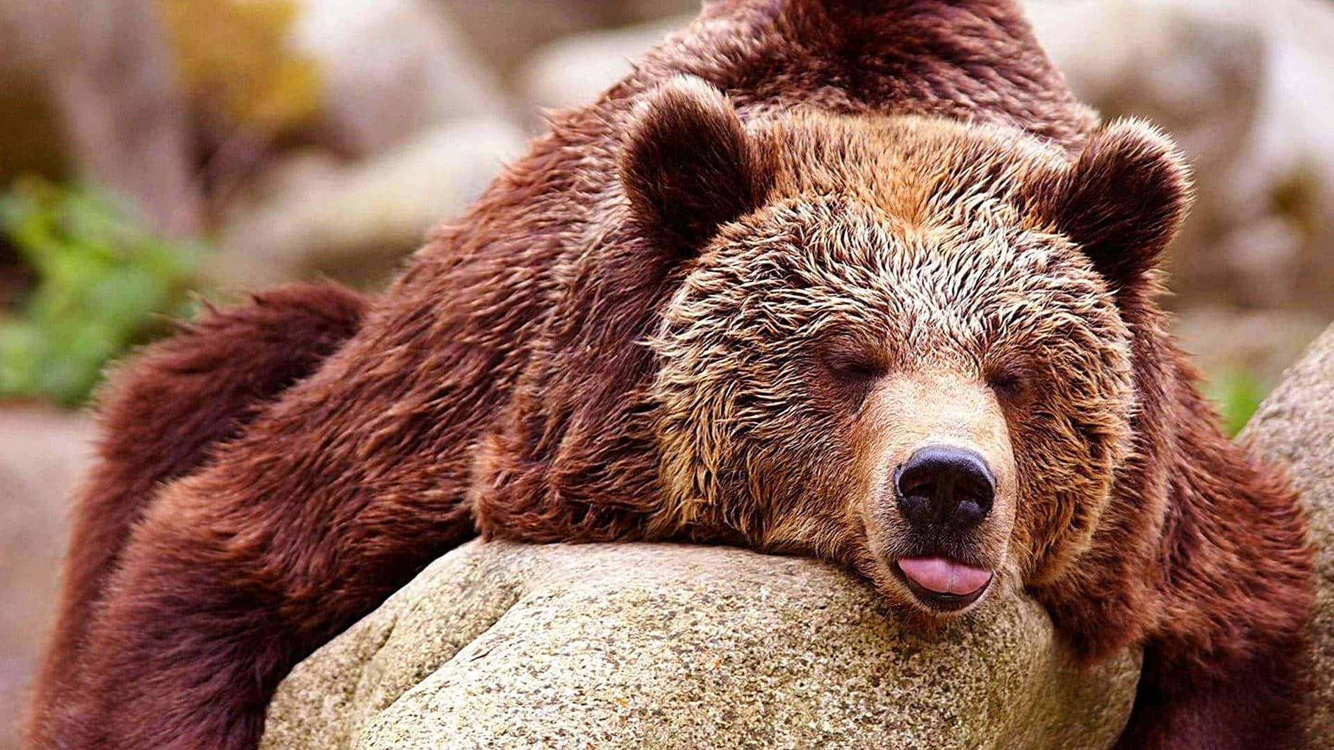 grizzly bear, brown bear, rock, Full HD Desktop Wallpaper