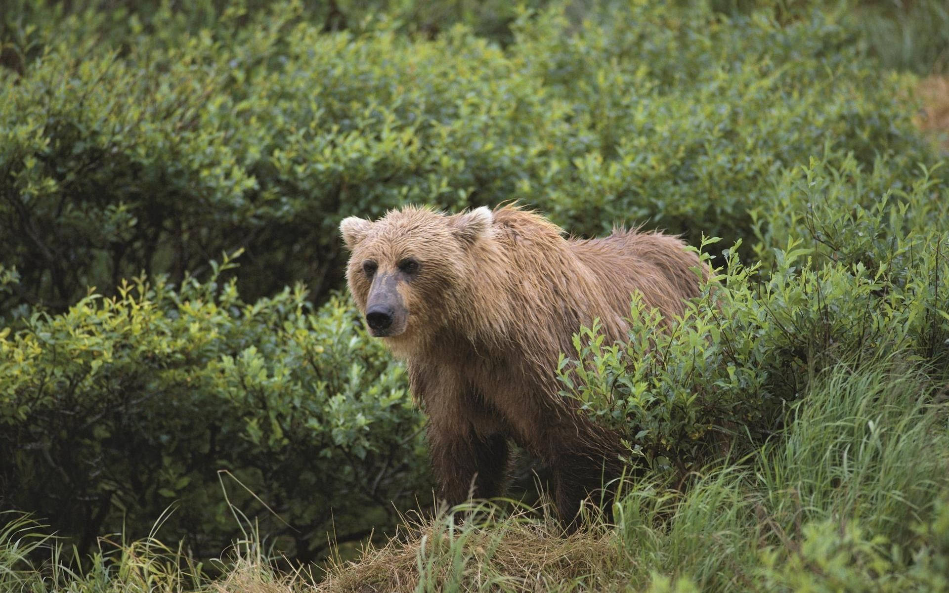 Grizzly Bear, lush green bushes, wild forest setting, Full HD Desktop Wallpaper
