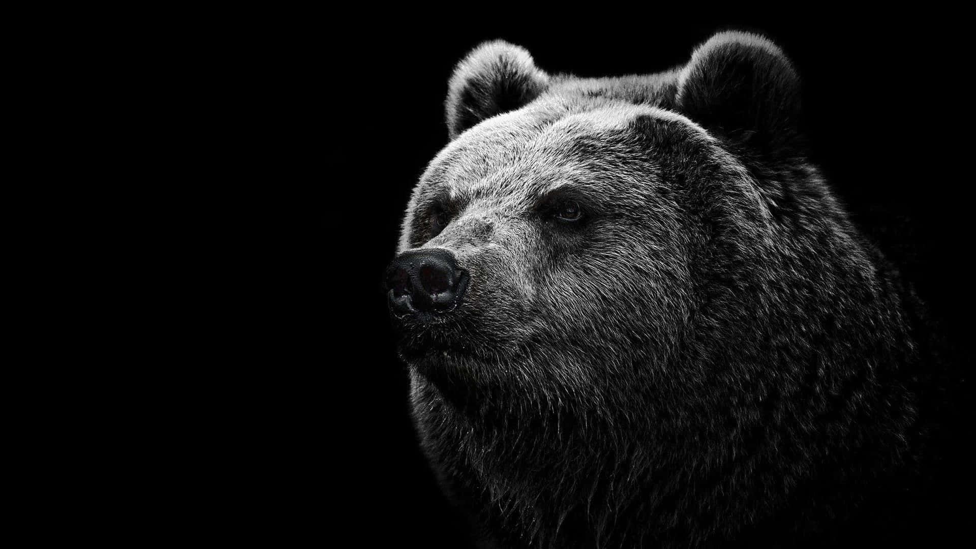 grizzly bear, monochrome, pure black background, Full HD Desktop Wallpaper