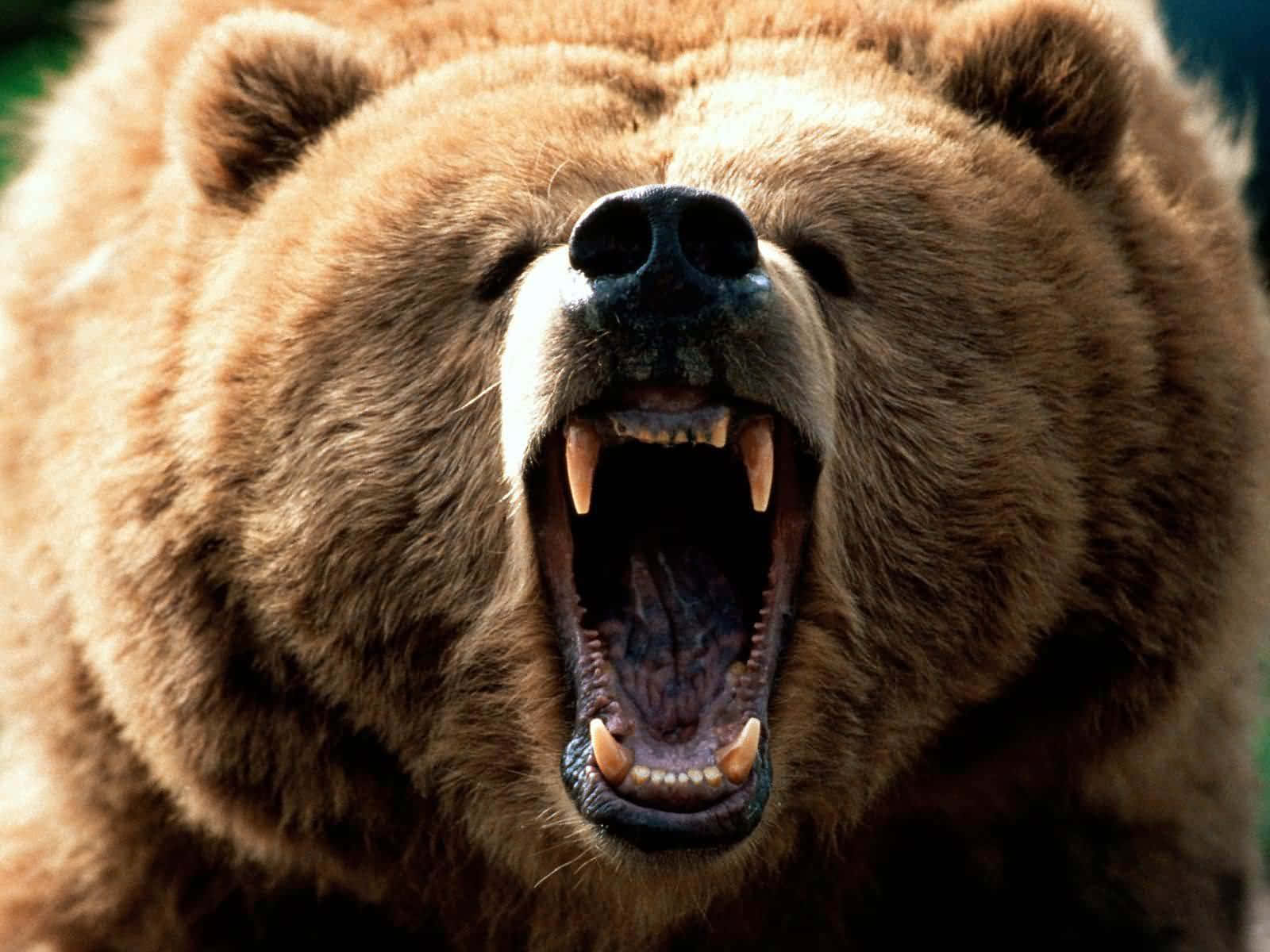 grizzly bear, roaring, closeup, HD Desktop Wallpaper