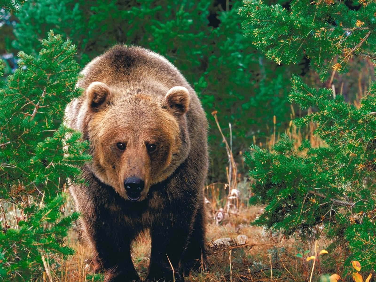 grizzly bear, dense green forest, pine branches, HD Desktop Wallpaper