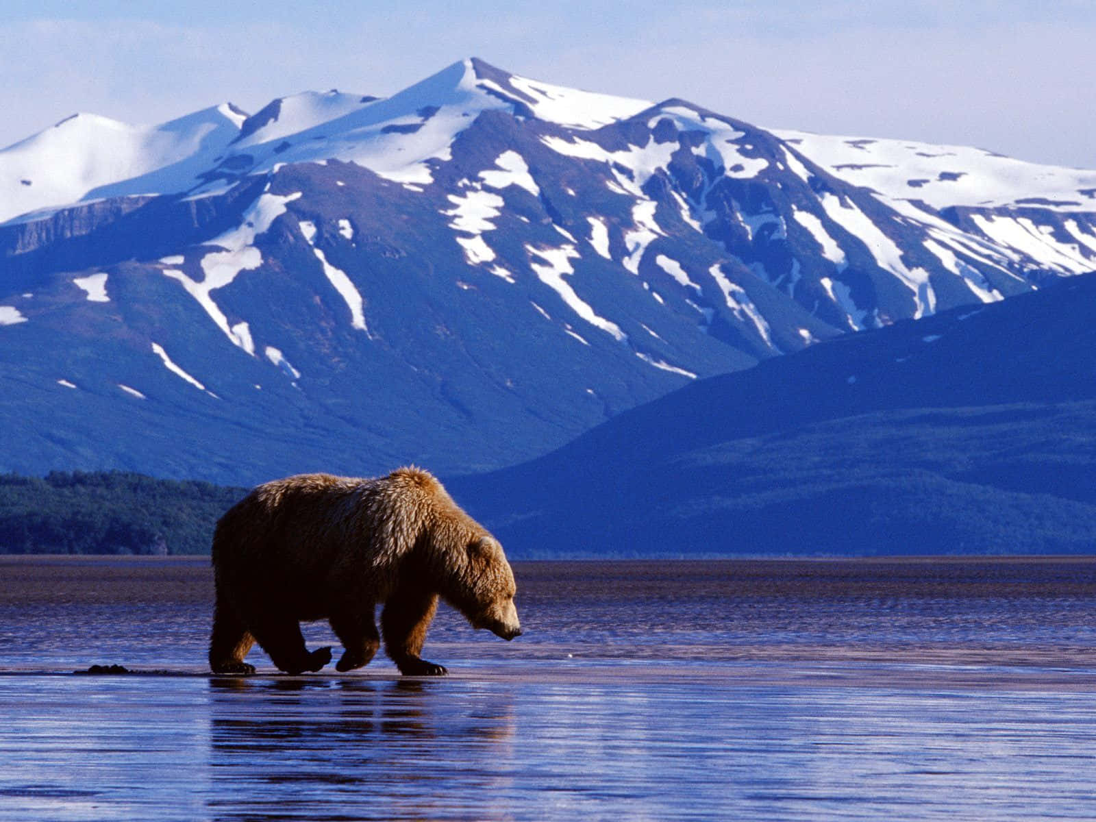 grizzly bear, shallow water, snow capped mountains, HD Desktop Wallpaper