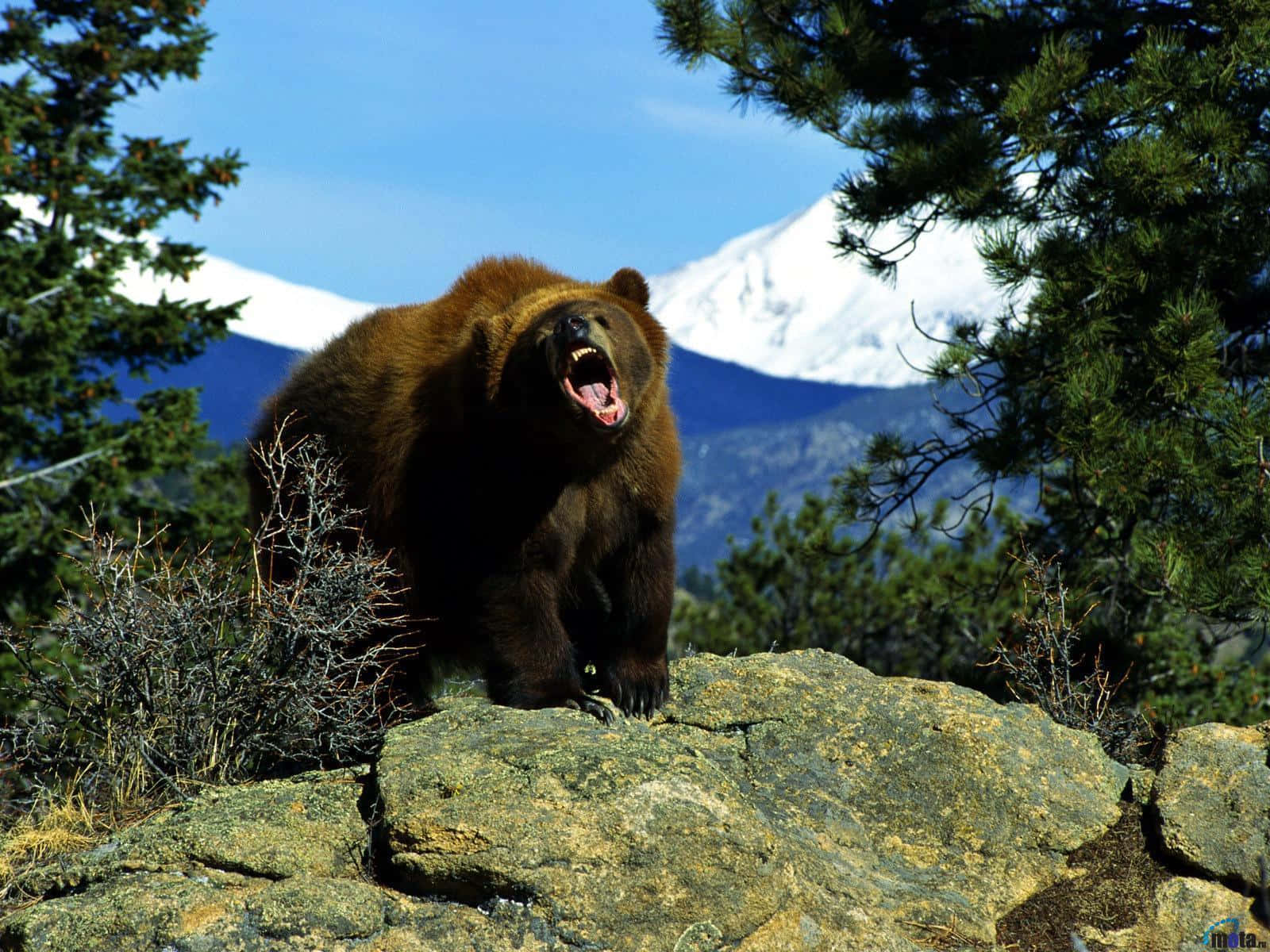Grizzly bear, roaring, sunlit rock, HD Desktop Wallpaper