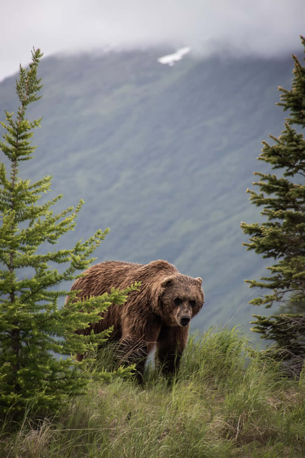 Grizzly bear, mountainous habitat, evergreen trees, HD Phone Wallpaper