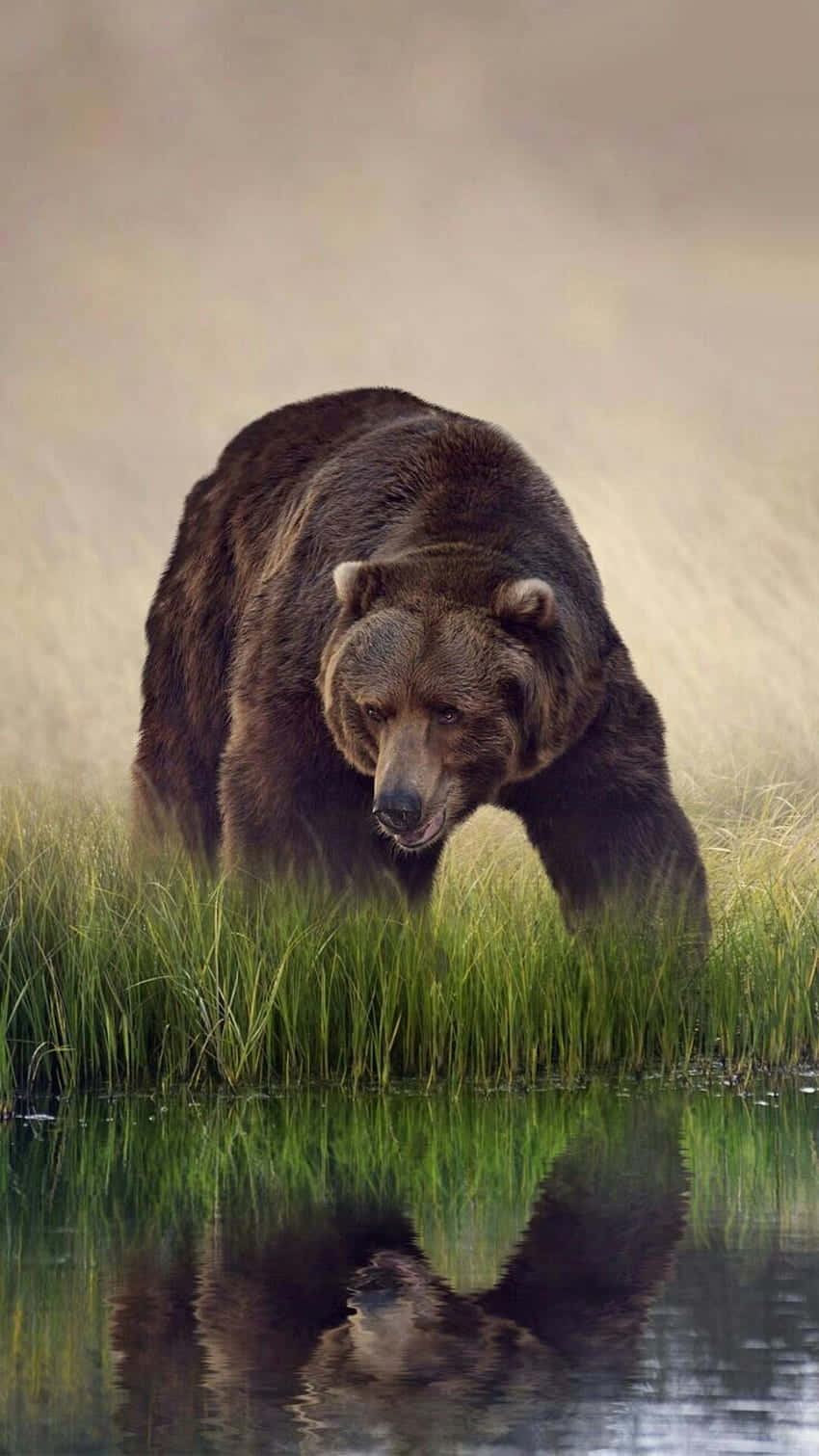 grizzly bear, shallow water, tall green grasses, HD Phone Wallpaper