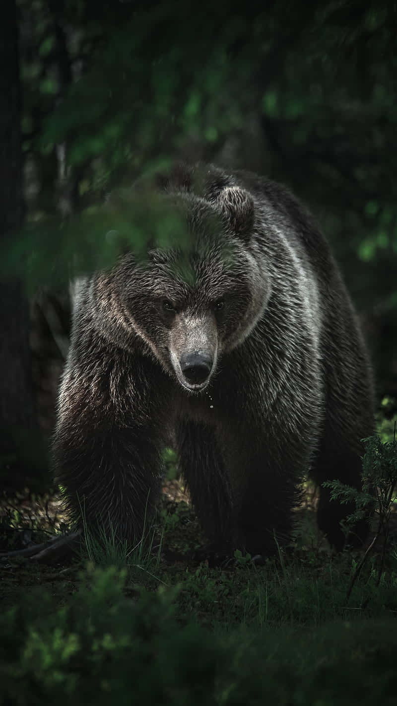 Grizzly bear, dense green forest, dappled sunlight, HD Phone Wallpaper