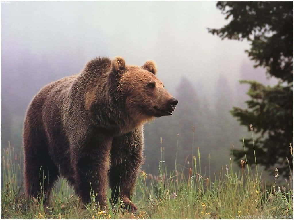 grizzly bear, misty meadow, tall grass, SD Desktop Wallpaper