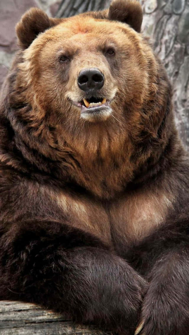 grizzly bear, brown bear, log, SD Phone Wallpaper