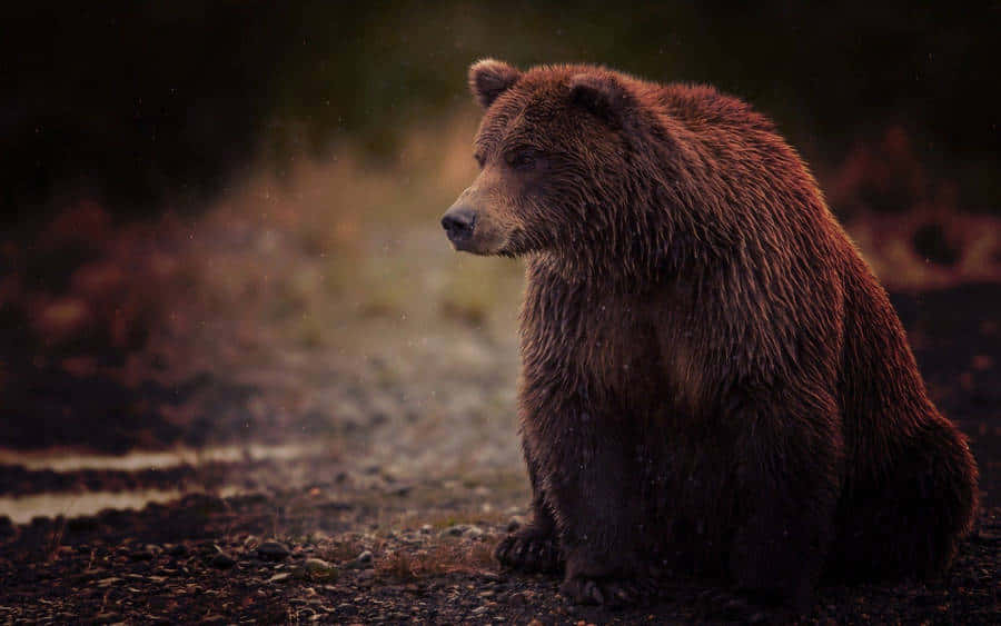 grizzly bear, misty forest clearing, raindrops, SD Desktop Wallpaper