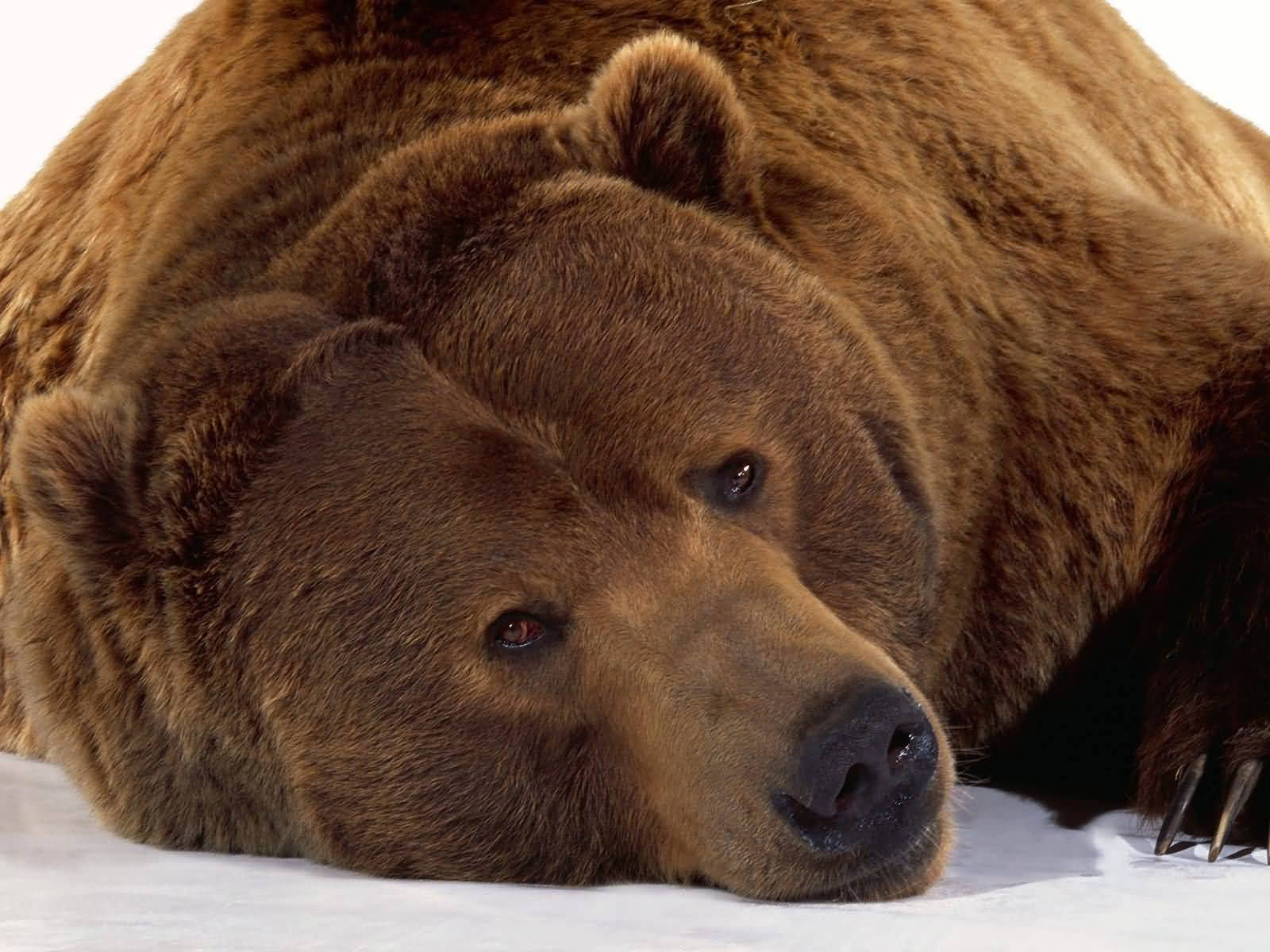 grizzly bear, brown bear, snowy ground, HD Desktop Wallpaper
