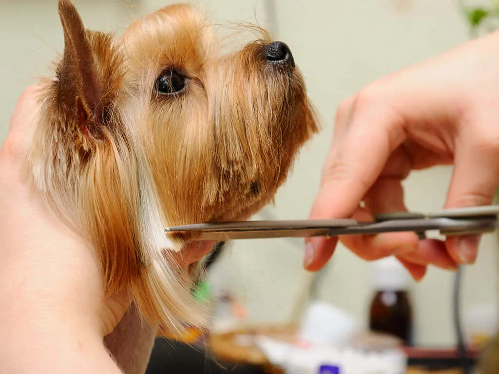 Grooming