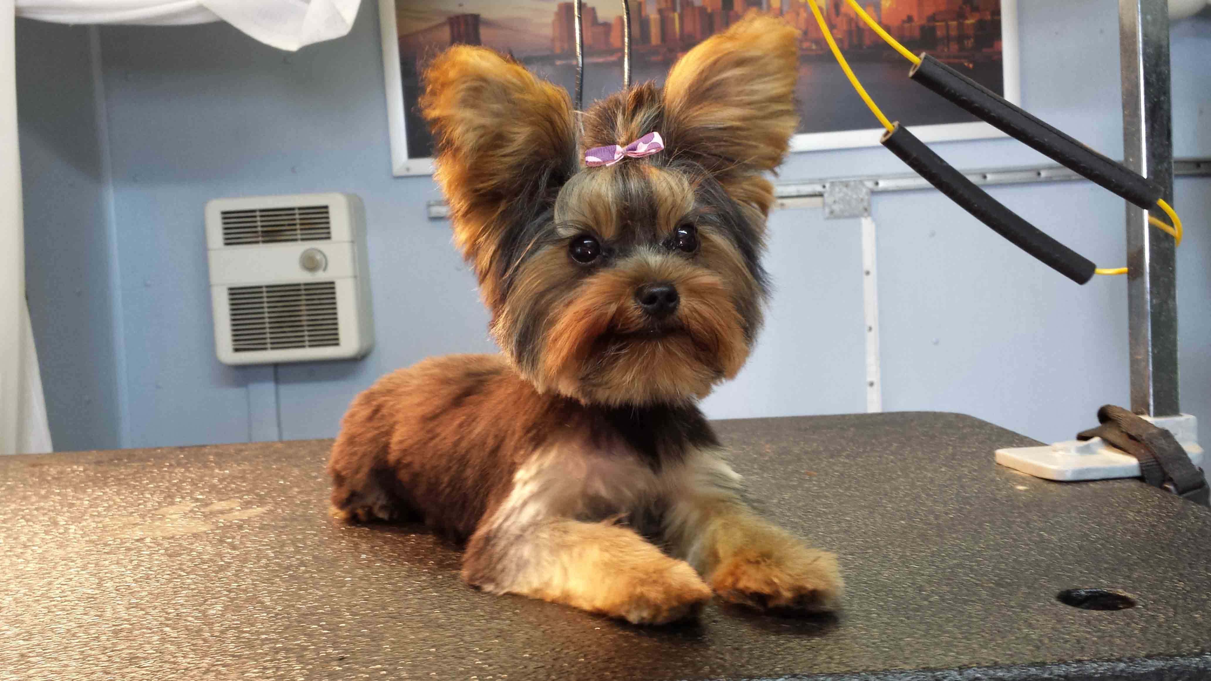 Yorkshire Terrier, pink bow, grooming table, 4K Desktop Wallpaper