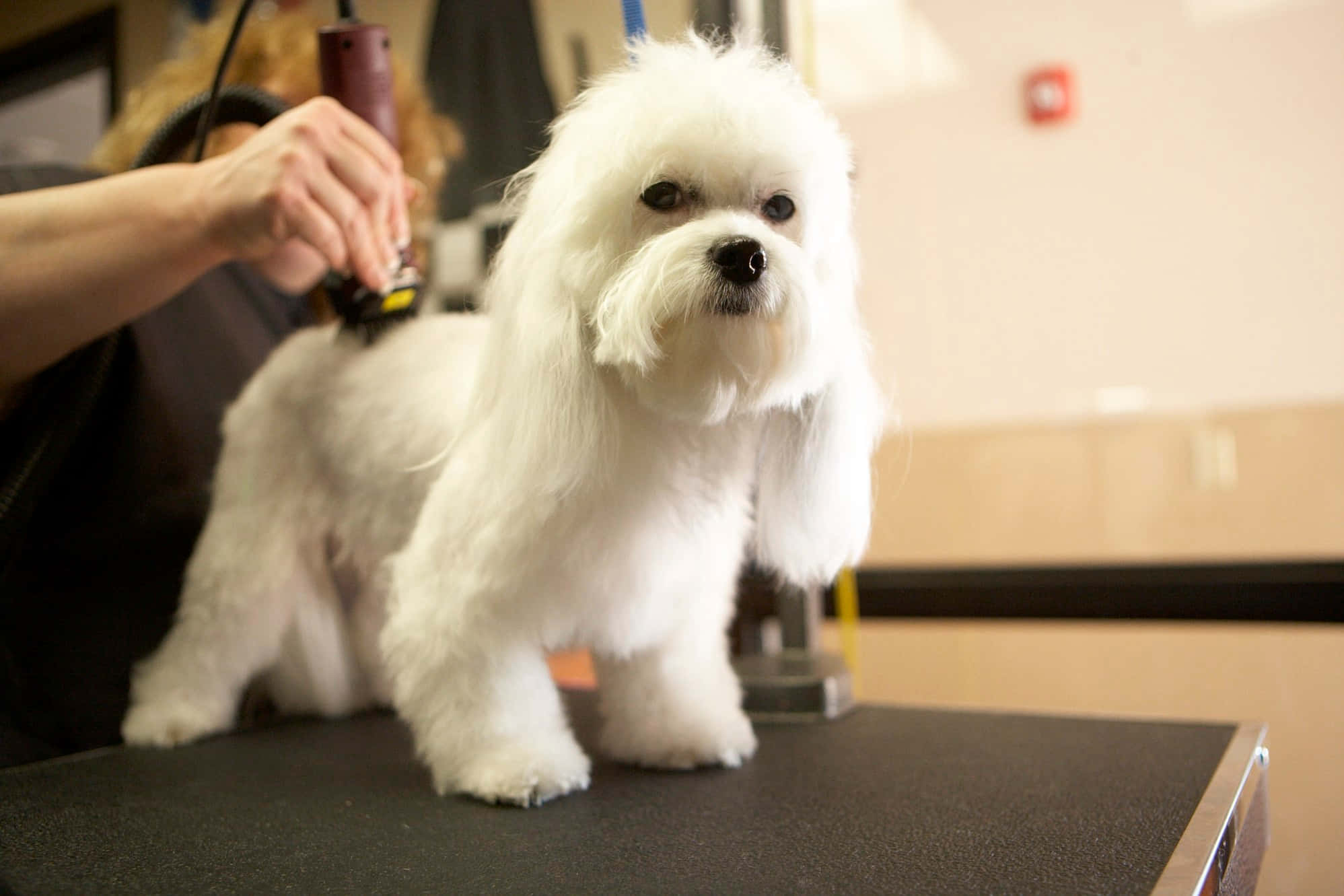 grooming, fluffy white dog, grooming table, Full HD Desktop Wallpaper