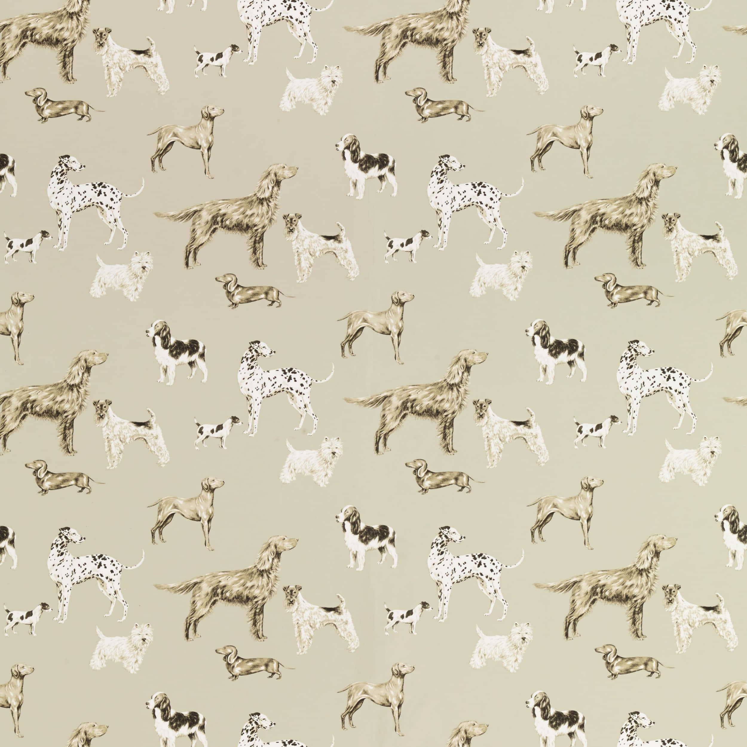 grooming, dog breeds, sepia tones, Full HD Desktop Wallpaper