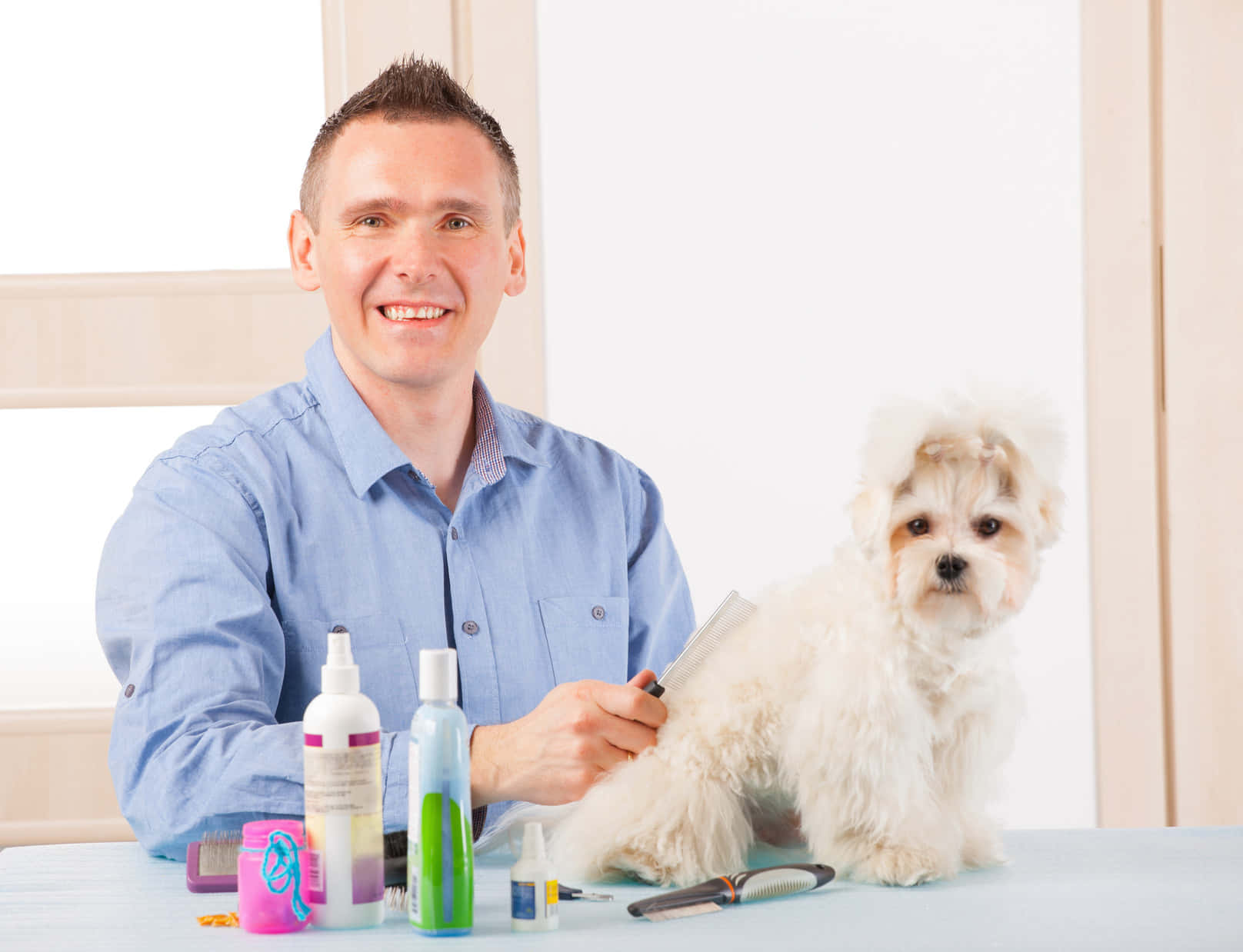 grooming table, fluffy white dog, blue shirt, HD Desktop Wallpaper