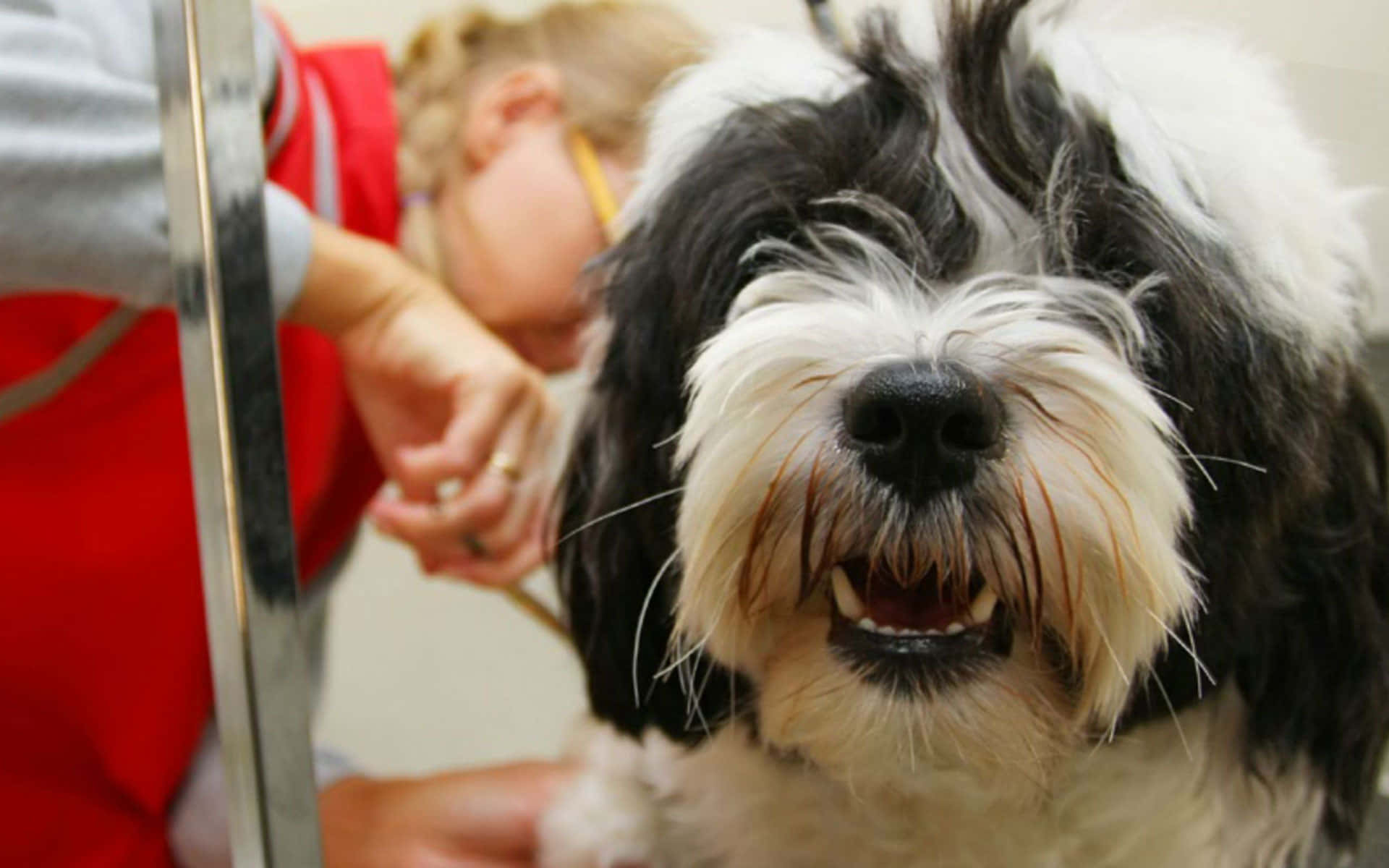 black and white shaggy dog, happy grin, person in a red vest, Full HD Desktop Wallpaper