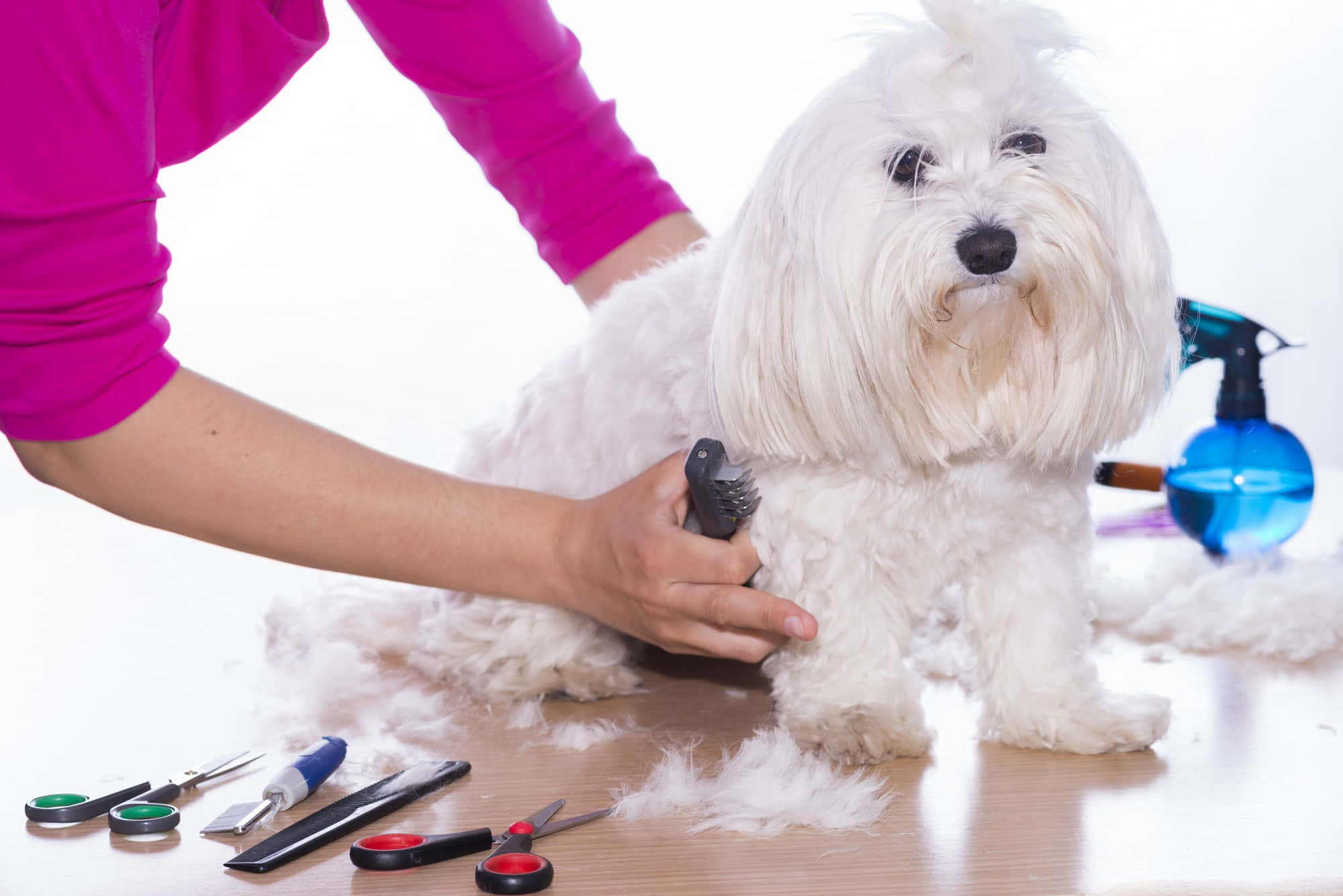 grooming, fluffy white dog, clippers, Full HD Desktop Wallpaper