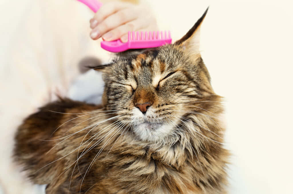 fluffy tabby cat, pink brush, soft white background, SD Desktop Wallpaper