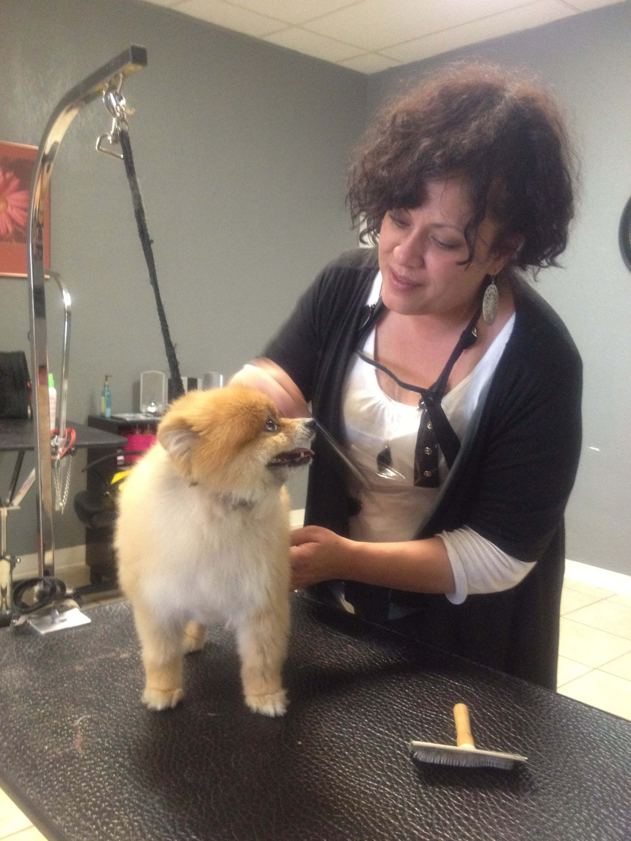 fluffy tan Pomeranian, black grooming table, salon, 2K Phone Wallpaper