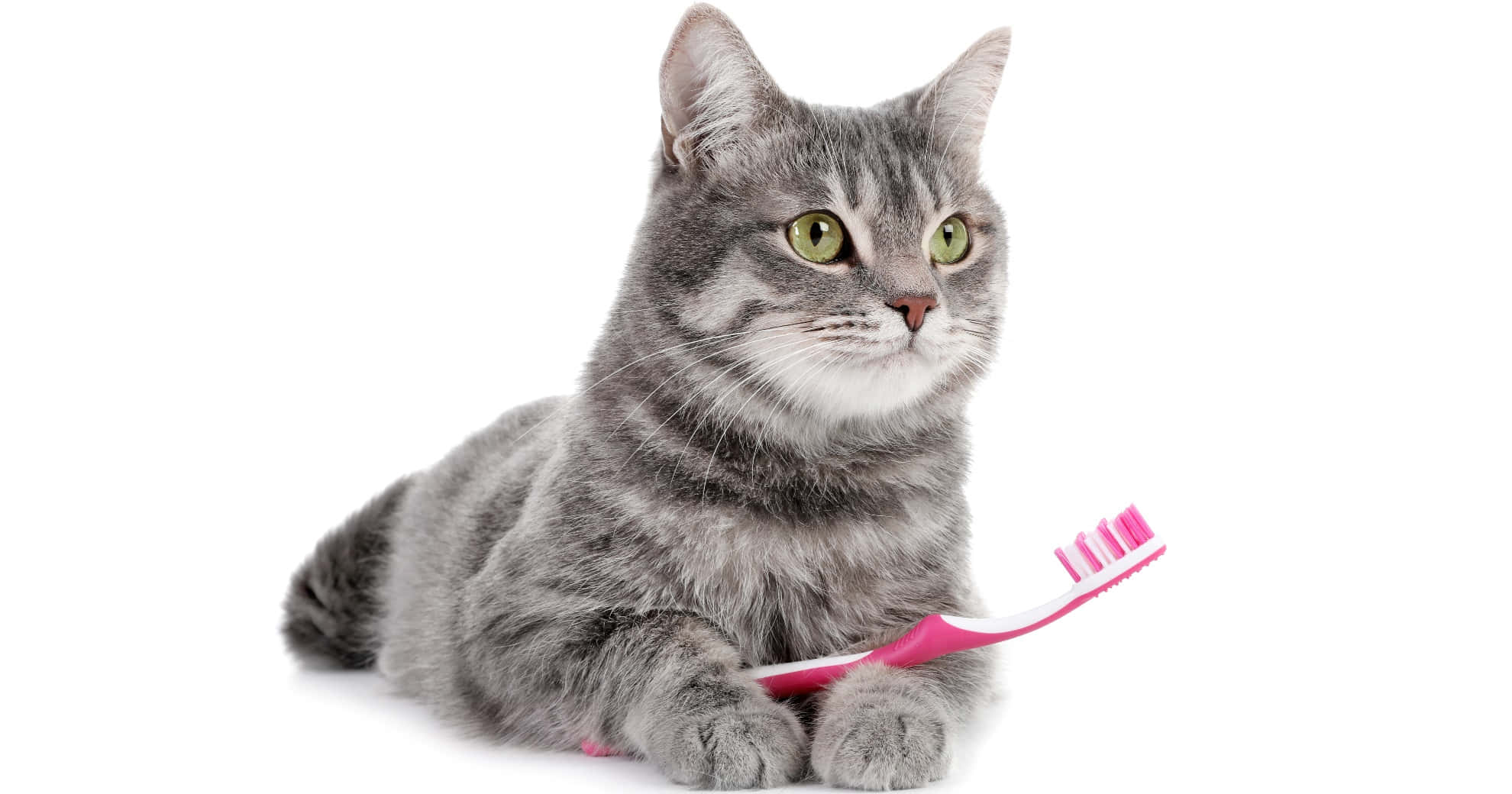gray tabby cat, green eyes, pink toothbrush, Full HD Desktop Wallpaper