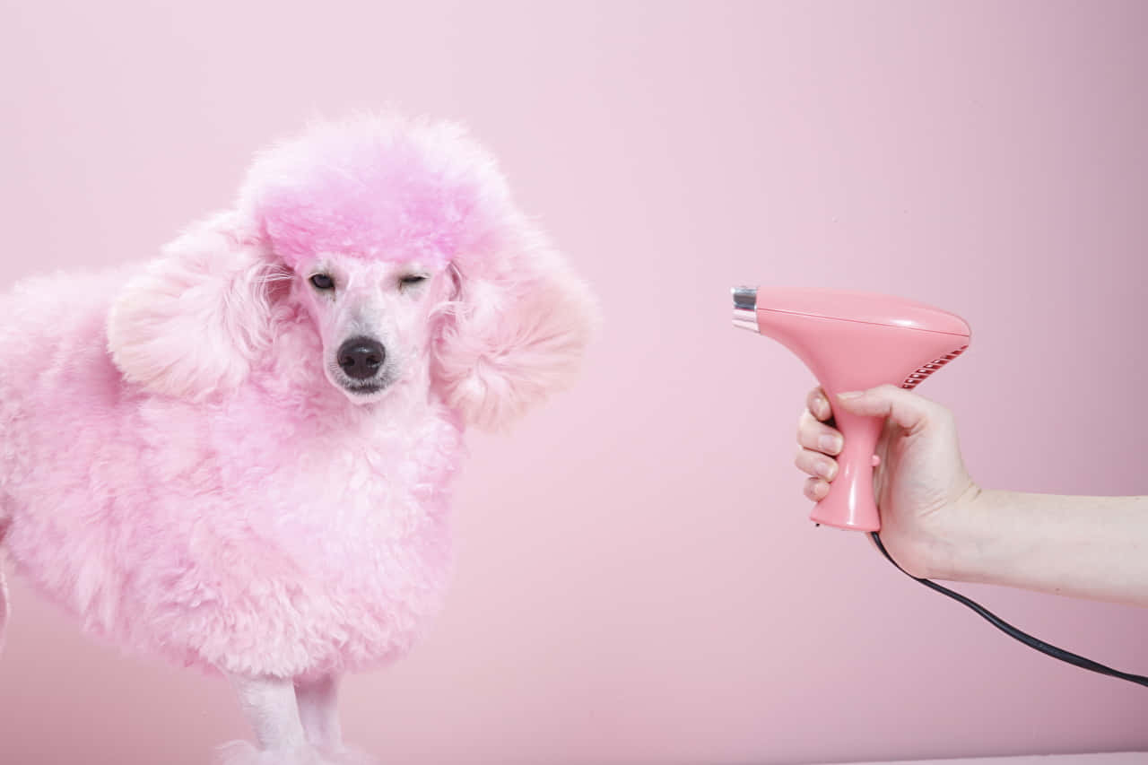 pink poodle, pink hairdryer, solid pink background, HD Desktop Wallpaper