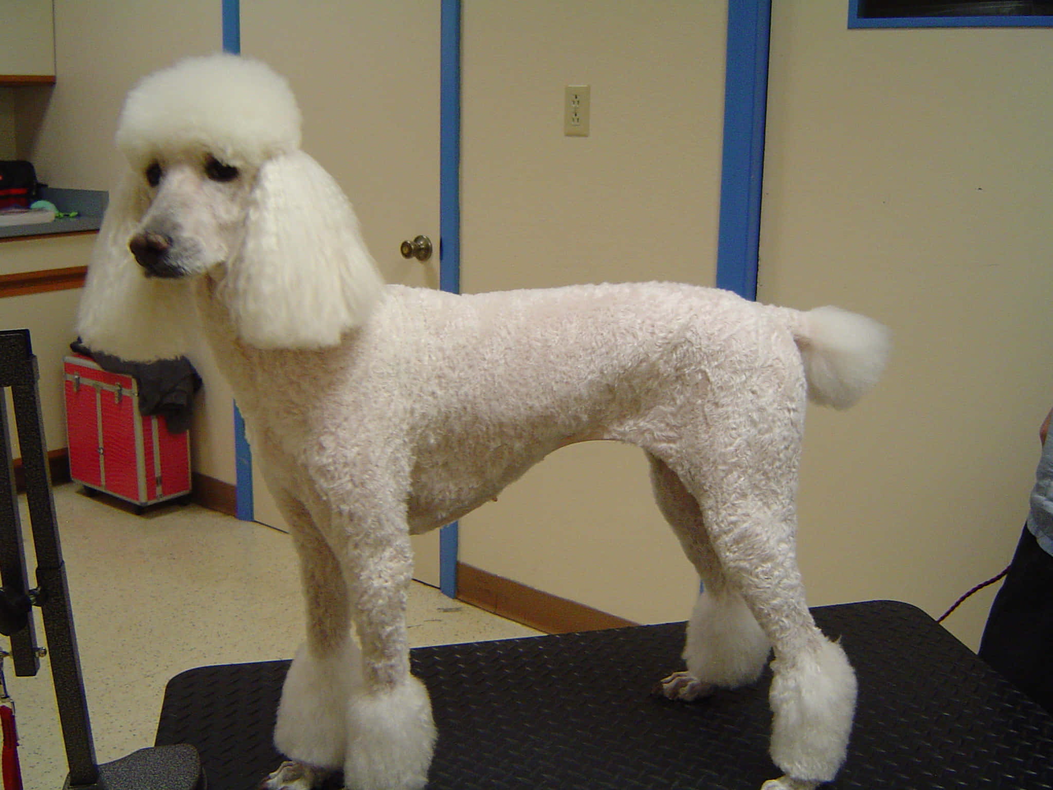 white poodle, grooming table, clinical room, Full HD Desktop Wallpaper