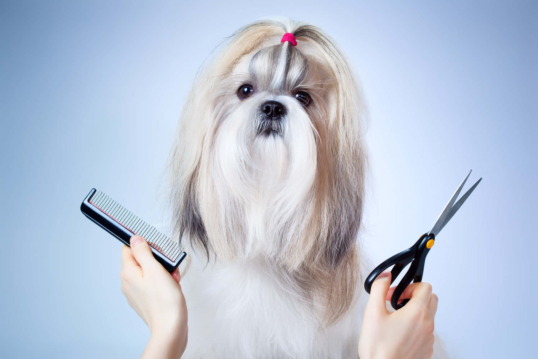 Shih Tzu, pink bow, comb, HD Desktop Wallpaper