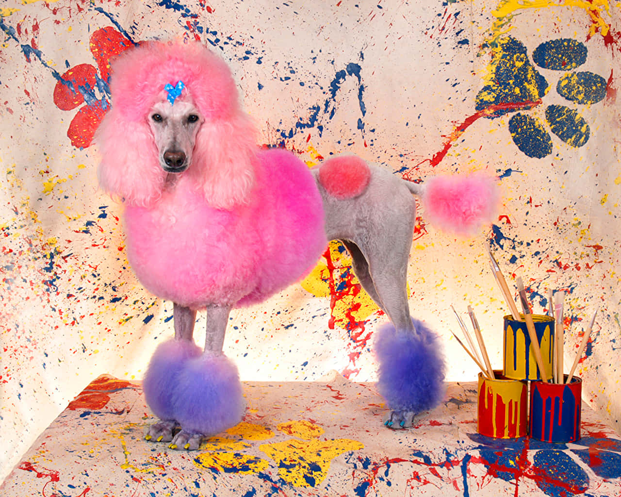 pink and purple poodle, paint-splattered studio, vibrant art supplies, HD Desktop Wallpaper