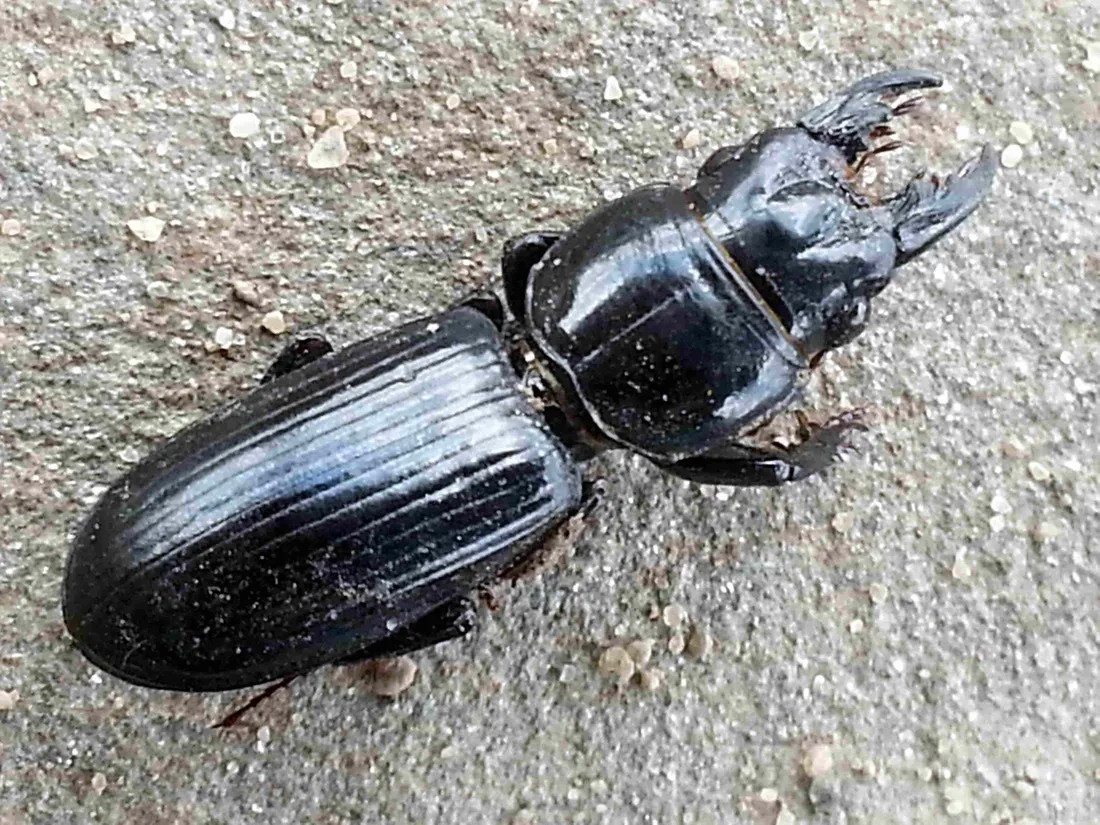 Ground Beetle