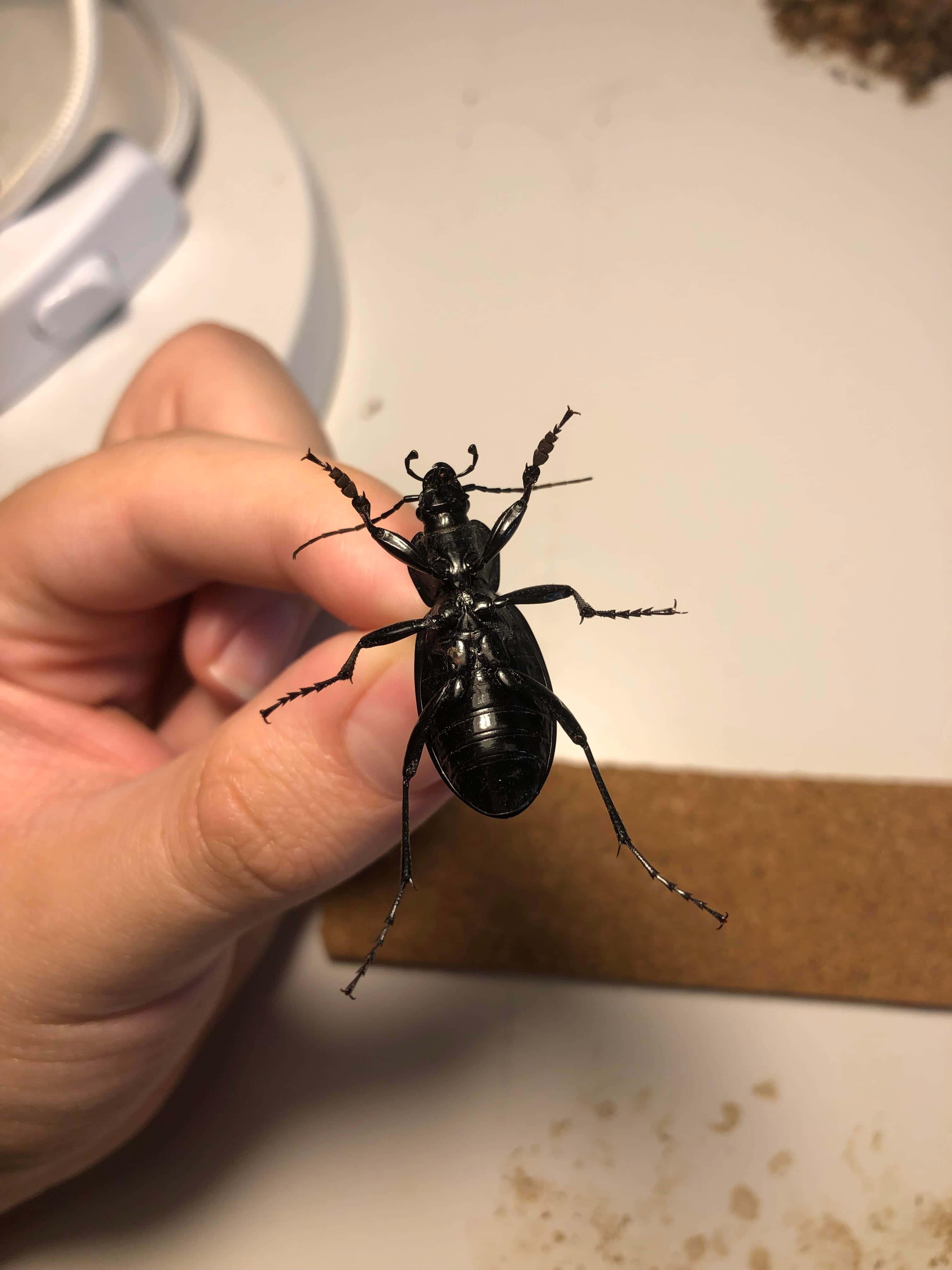 Ground Beetle, shiny black beetle, fingertip, 4K Phone Wallpaper