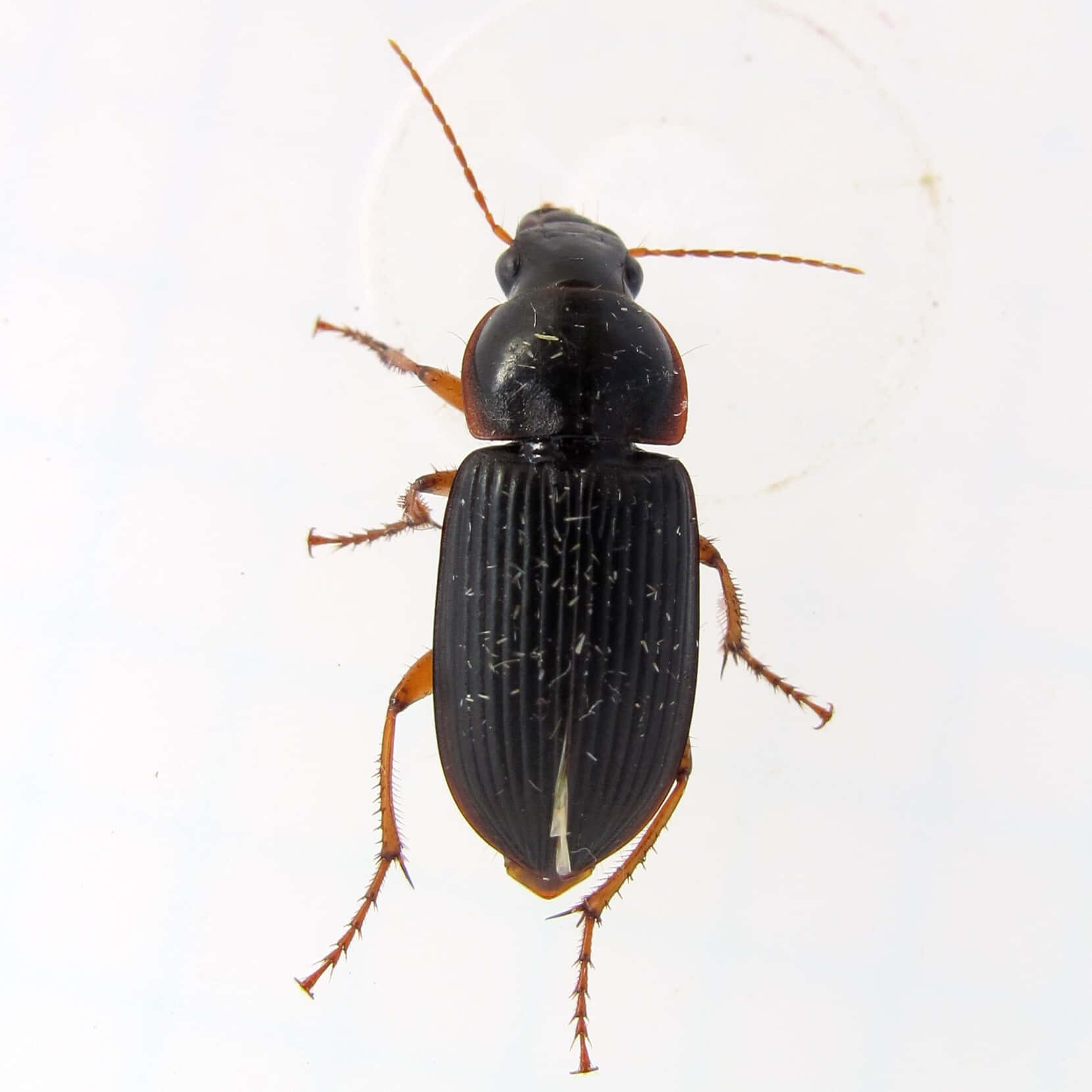 Ground Beetle, black, reddish-brown, HD Desktop Wallpaper