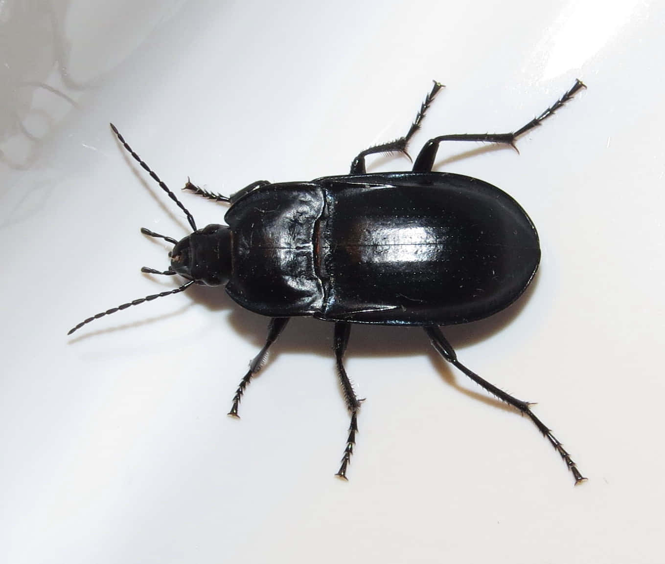 Ground Beetle, glossy black, long antennae, HD Desktop Wallpaper
