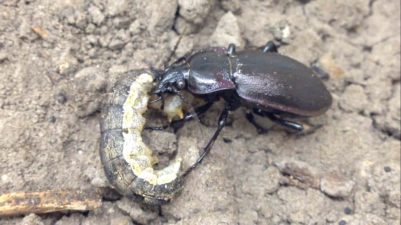 Ground Beetle, purple undertones, pale segmented caterpillar, HD Desktop Wallpaper