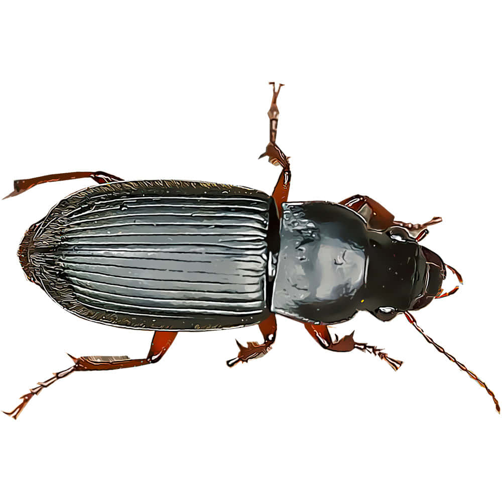 Ground Beetle, shiny black, reddish-brown legs, SD Desktop Wallpaper