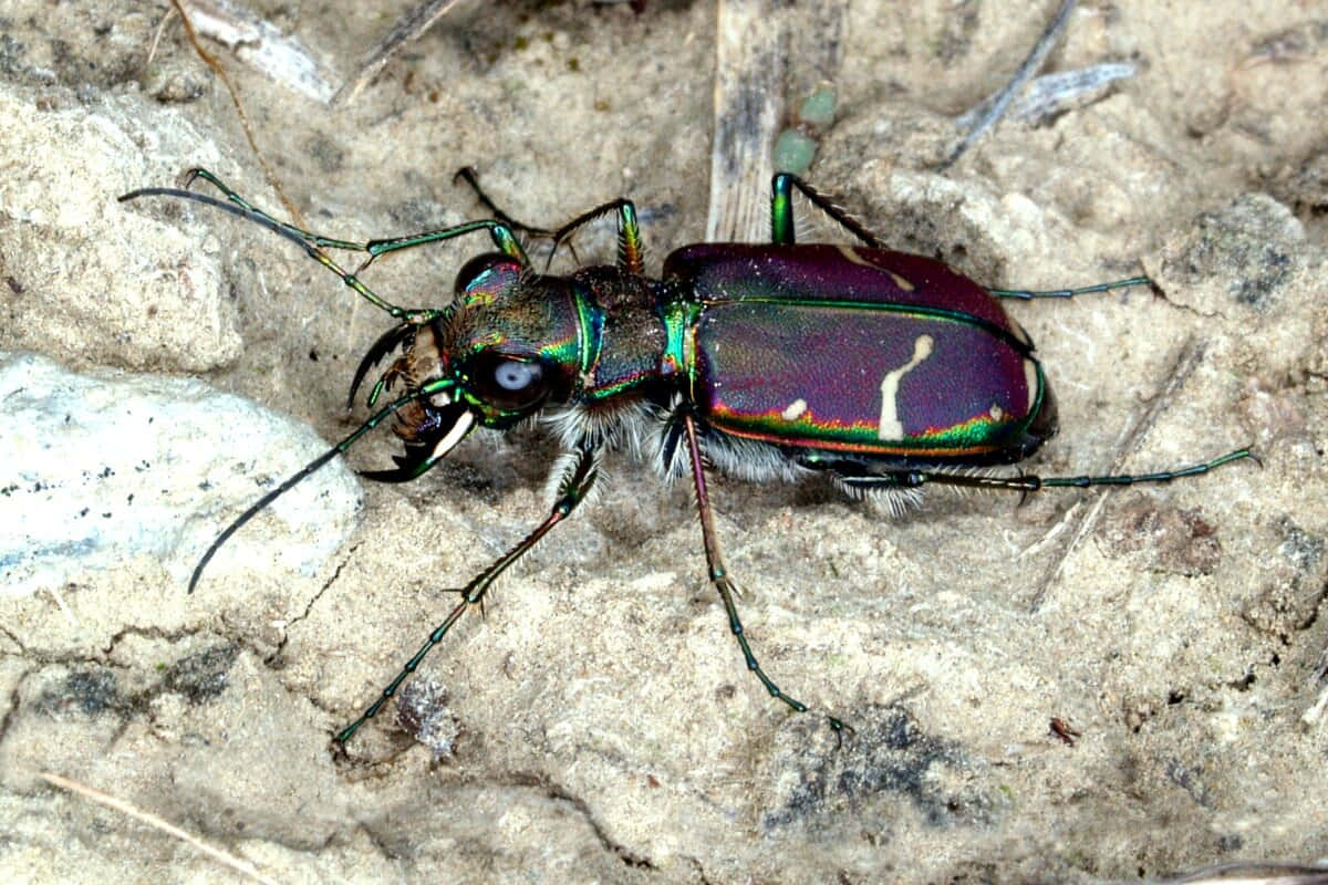 iridescent tiger beetleon, metallic green, purple, SD Desktop Wallpaper