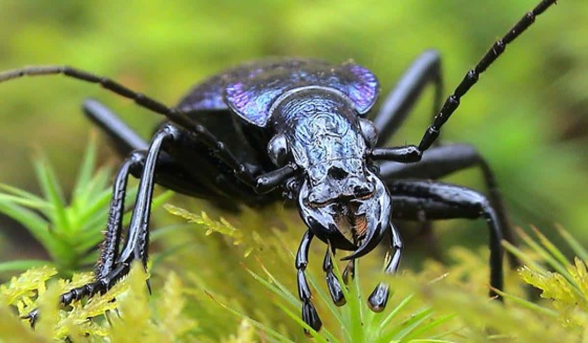 Ground Beetle, glossy black, iridescent purple highlights, SD Desktop Wallpaper