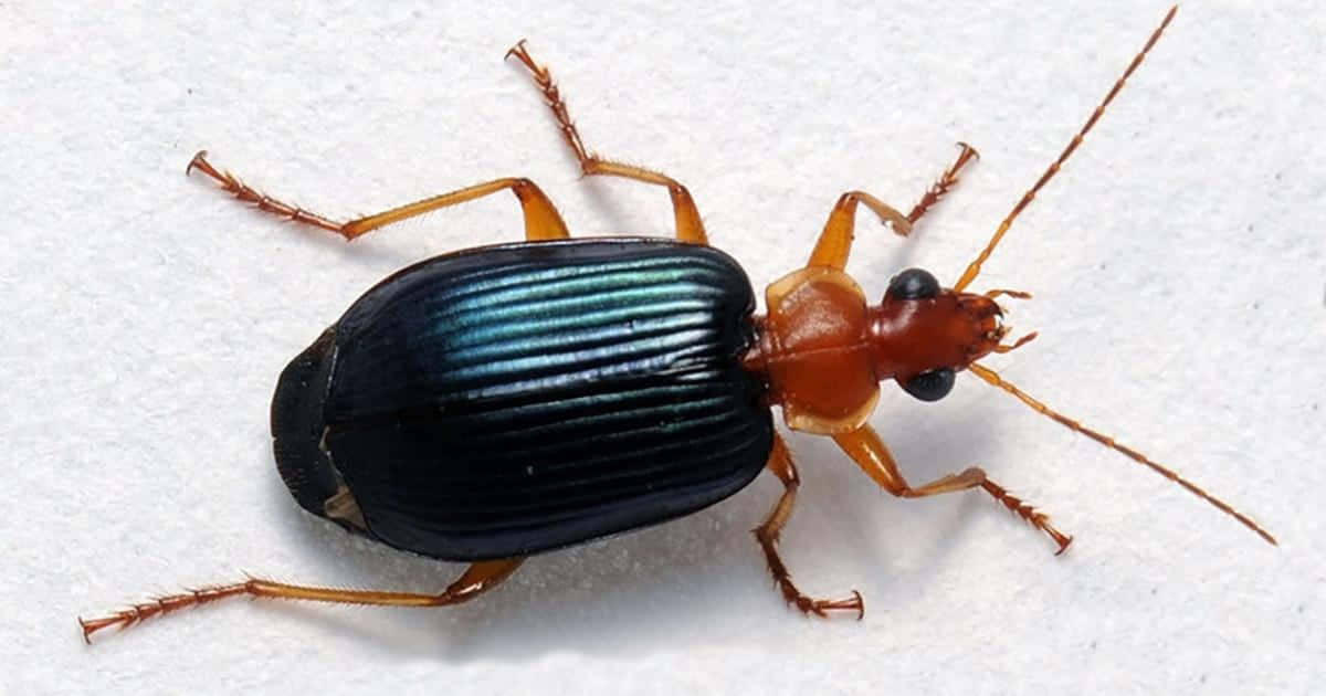 Ground Beetle, metallic blue-black shell, orange head legs, SD Desktop Wallpaper