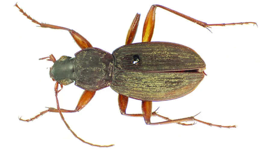 Ground Beetle, brownish-green, reddish-brown legs, SD Desktop Wallpaper