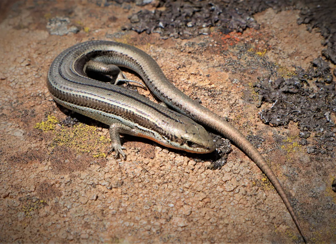 Ground Skink